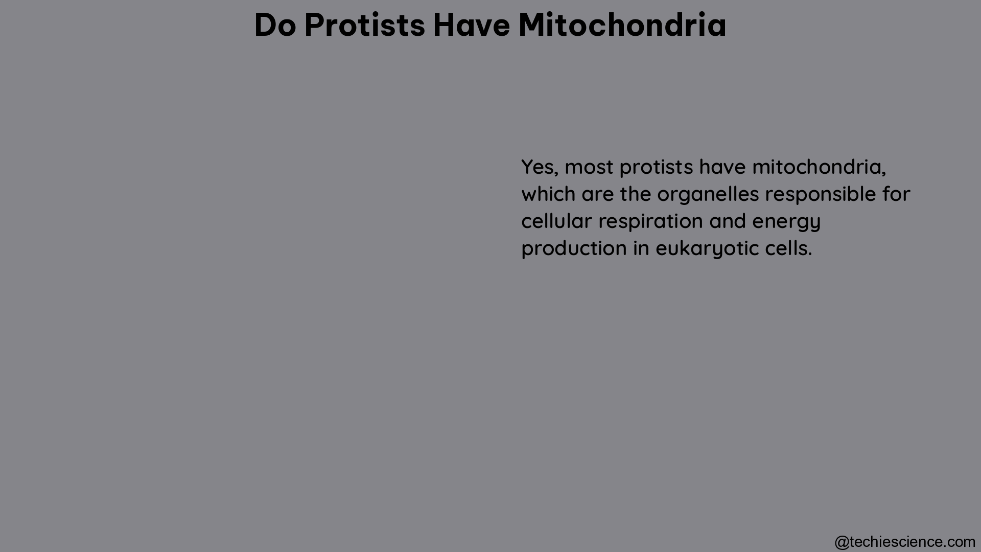 do protists have mitochondria