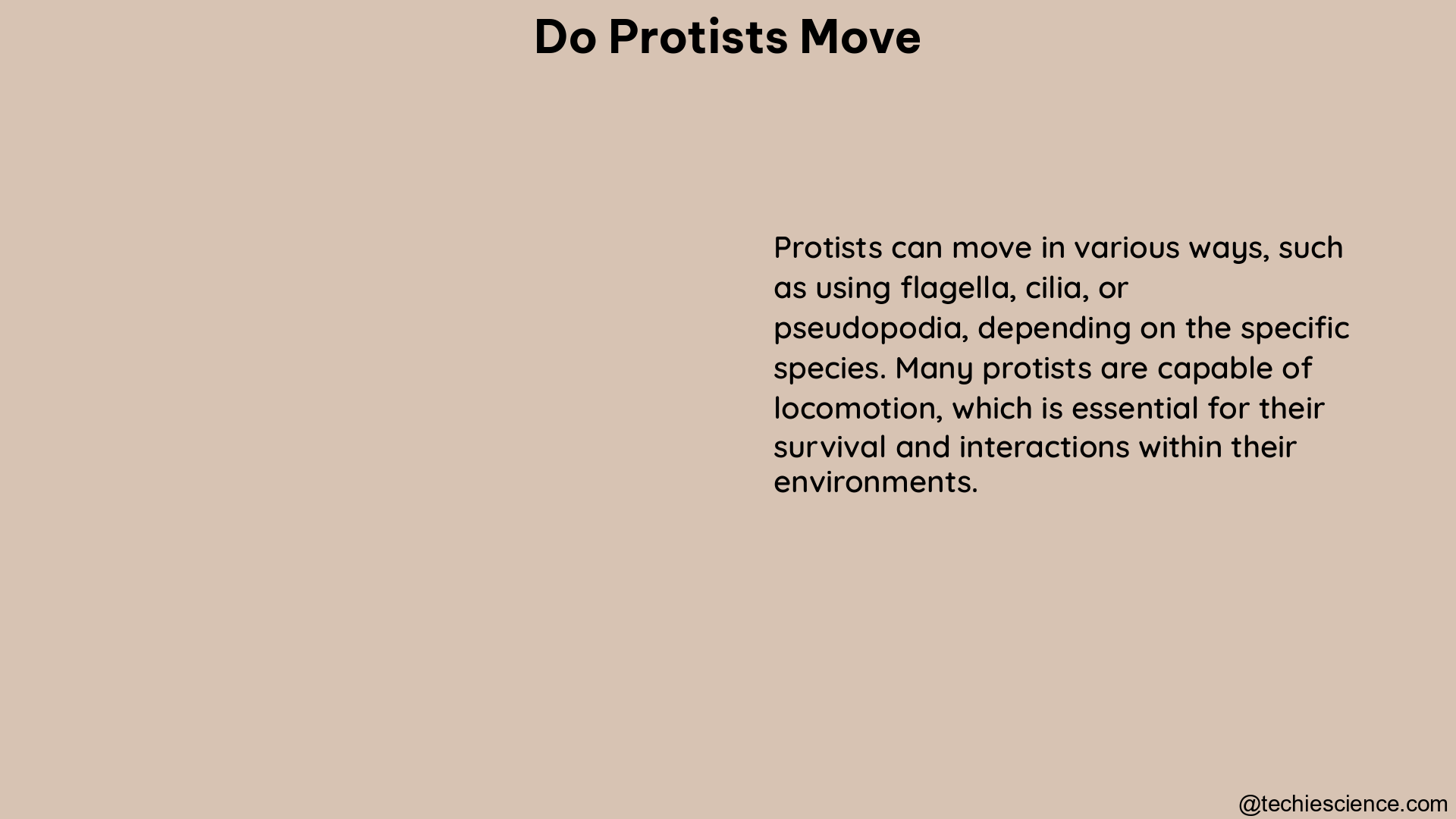 do protists move