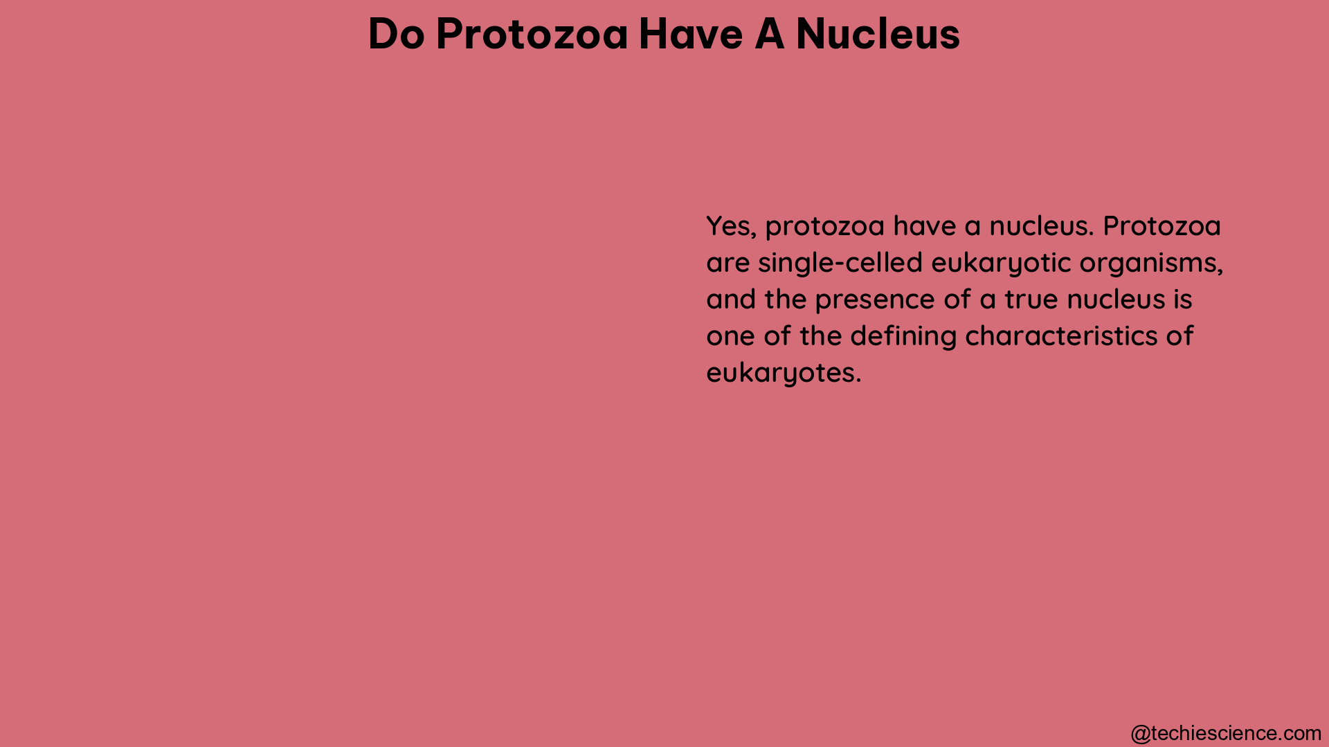 do protozoa have a nucleus