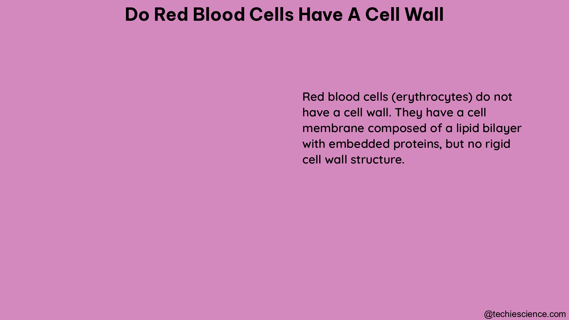 do red blood cells have a cell wall