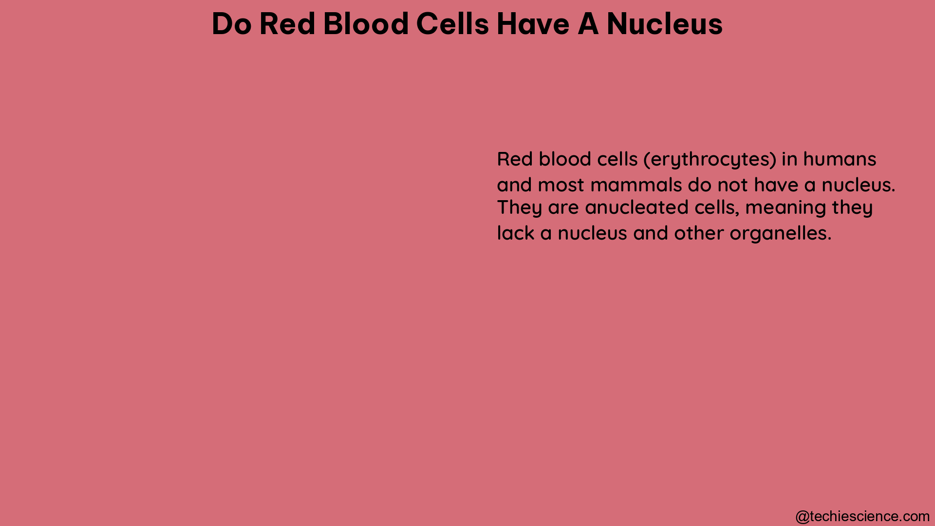 do red blood cells have a nucleus