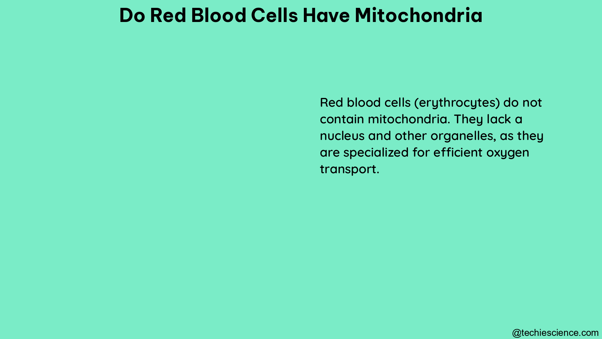 do red blood cells have mitochondria