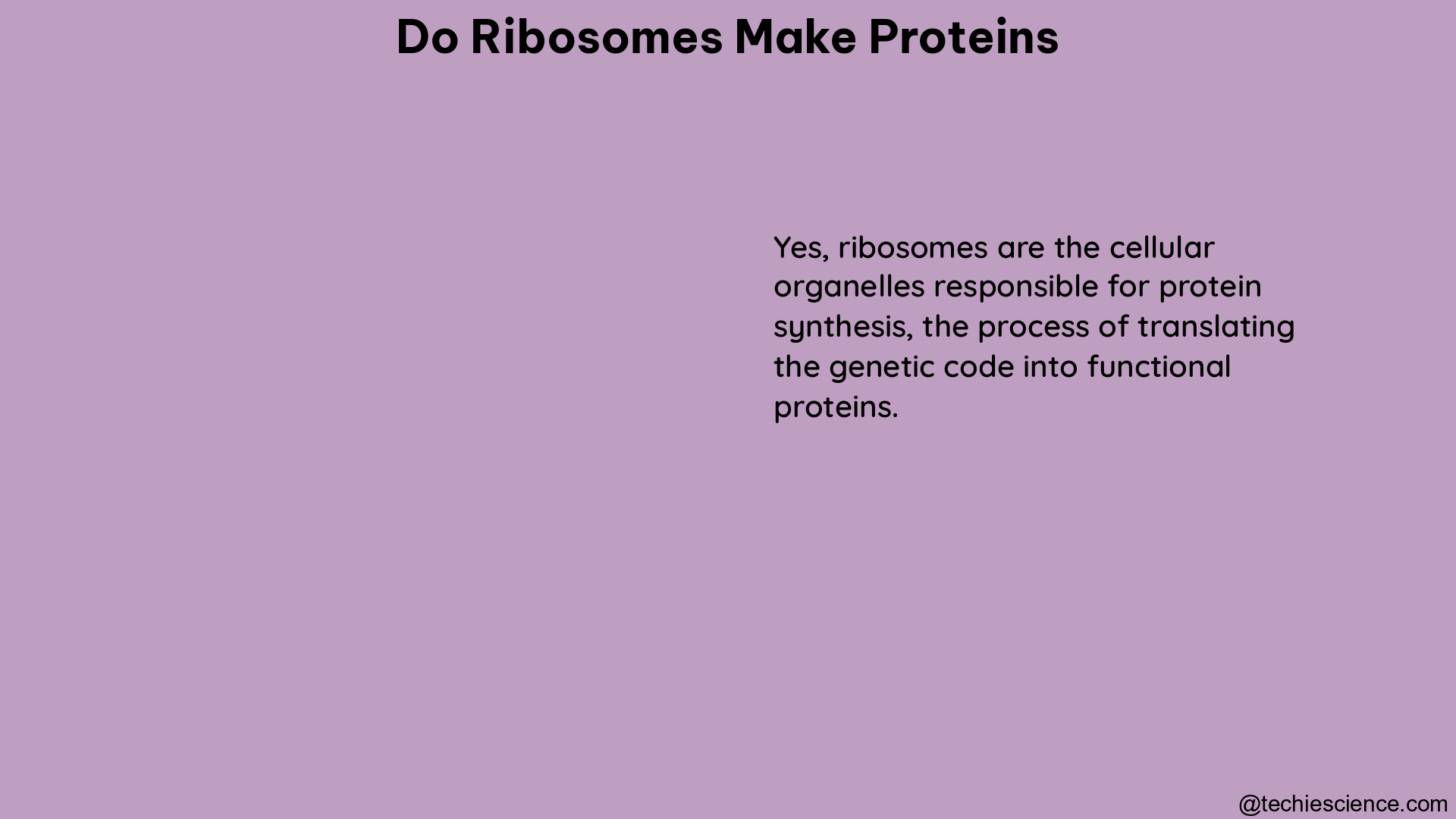 do ribosomes make proteins