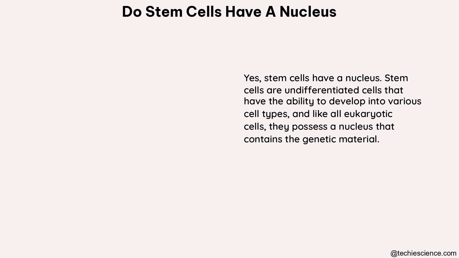 do stem cells have a nucleus