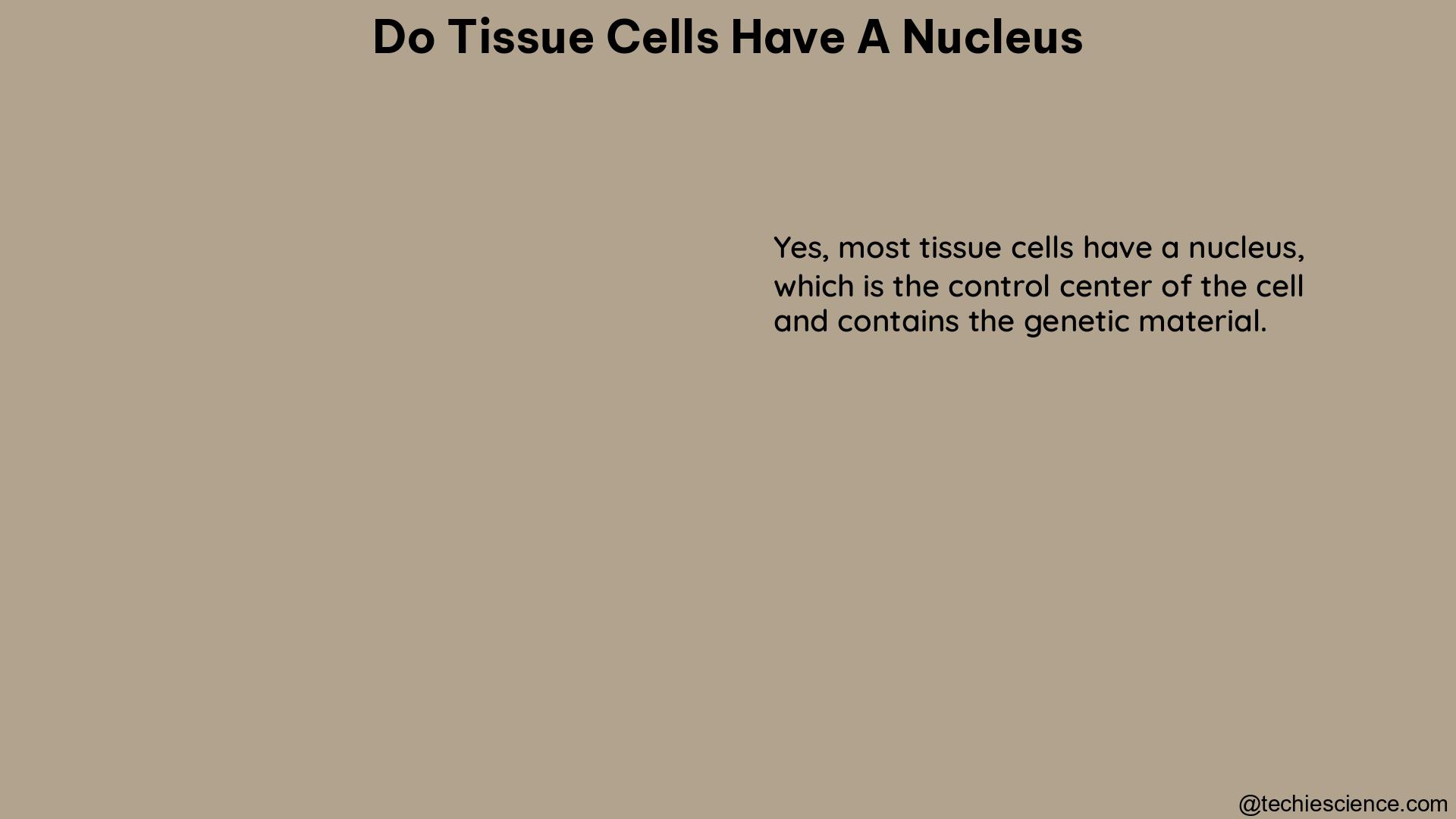 do tissue cells have a nucleus