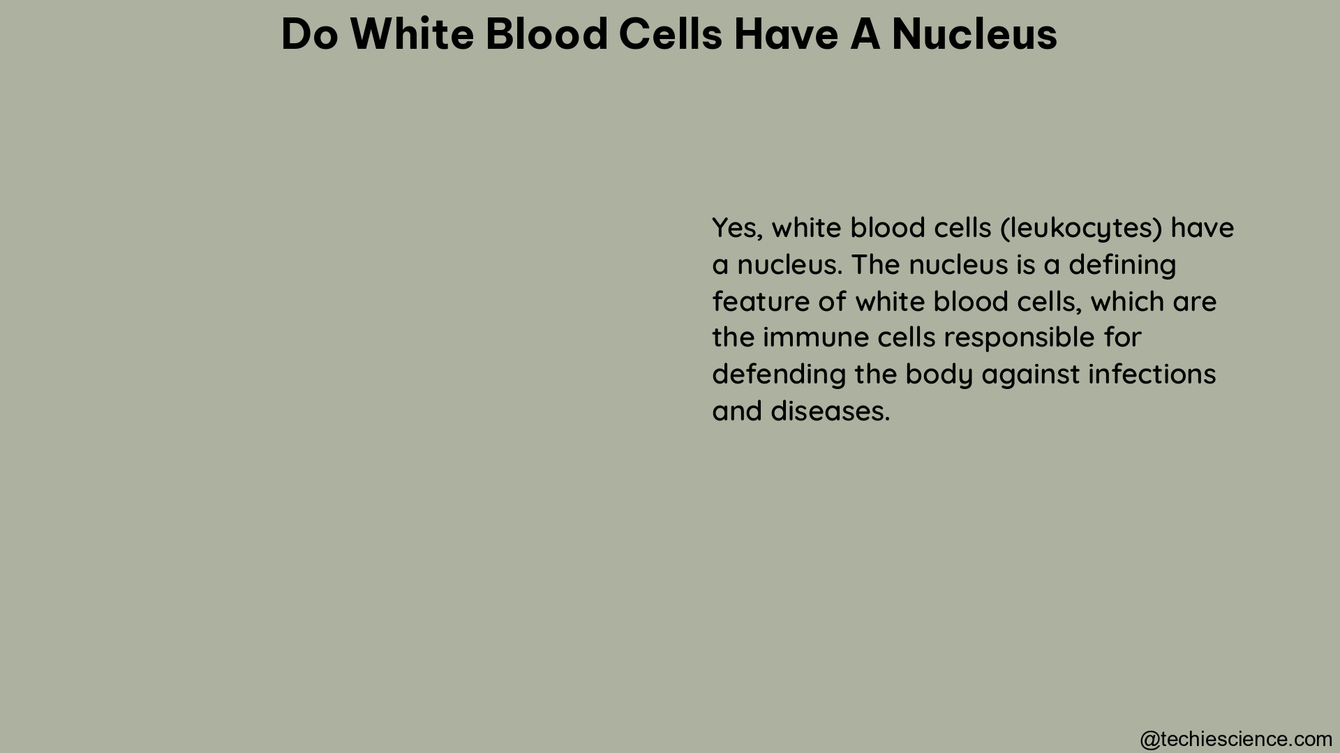 do white blood cells have a nucleus