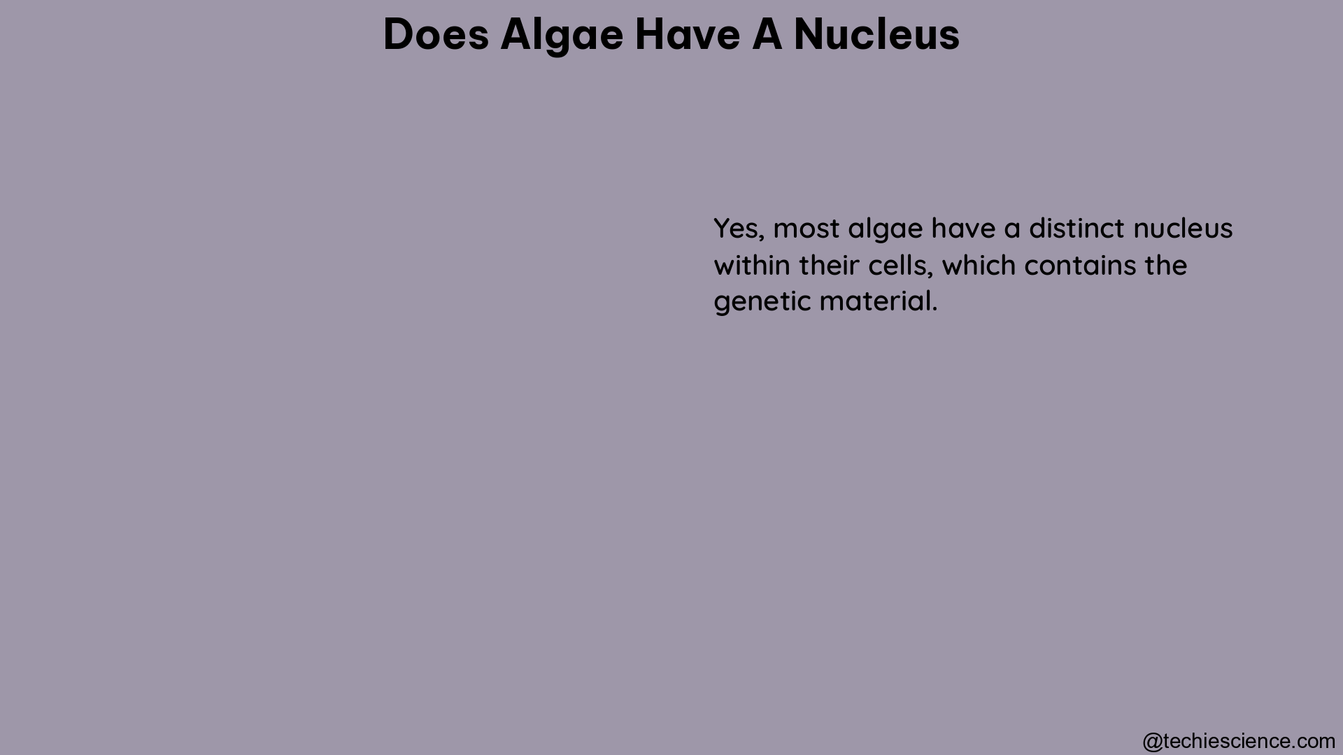 does algae have a nucleus