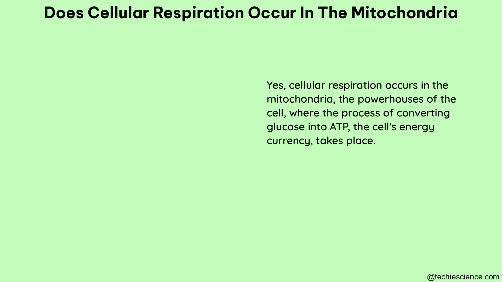 does cellular respiration occur in the mitochondria