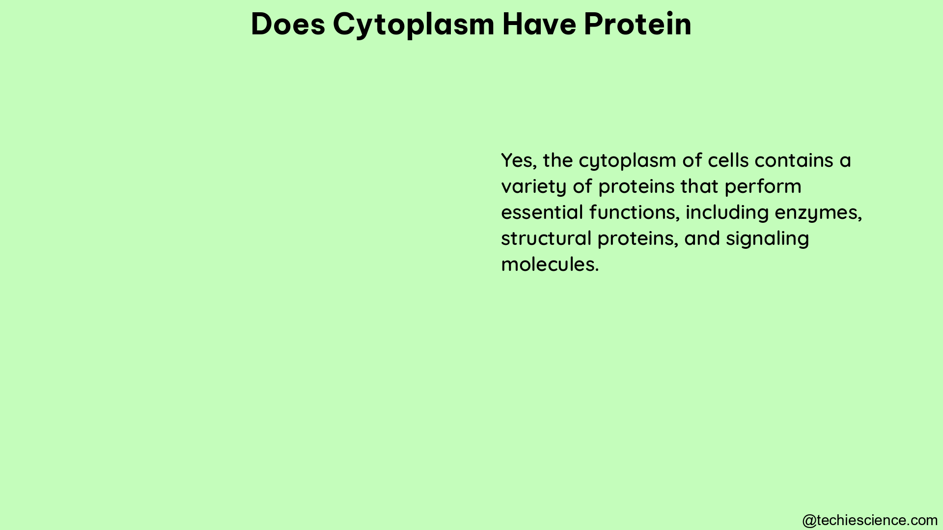 does cytoplasm have protein