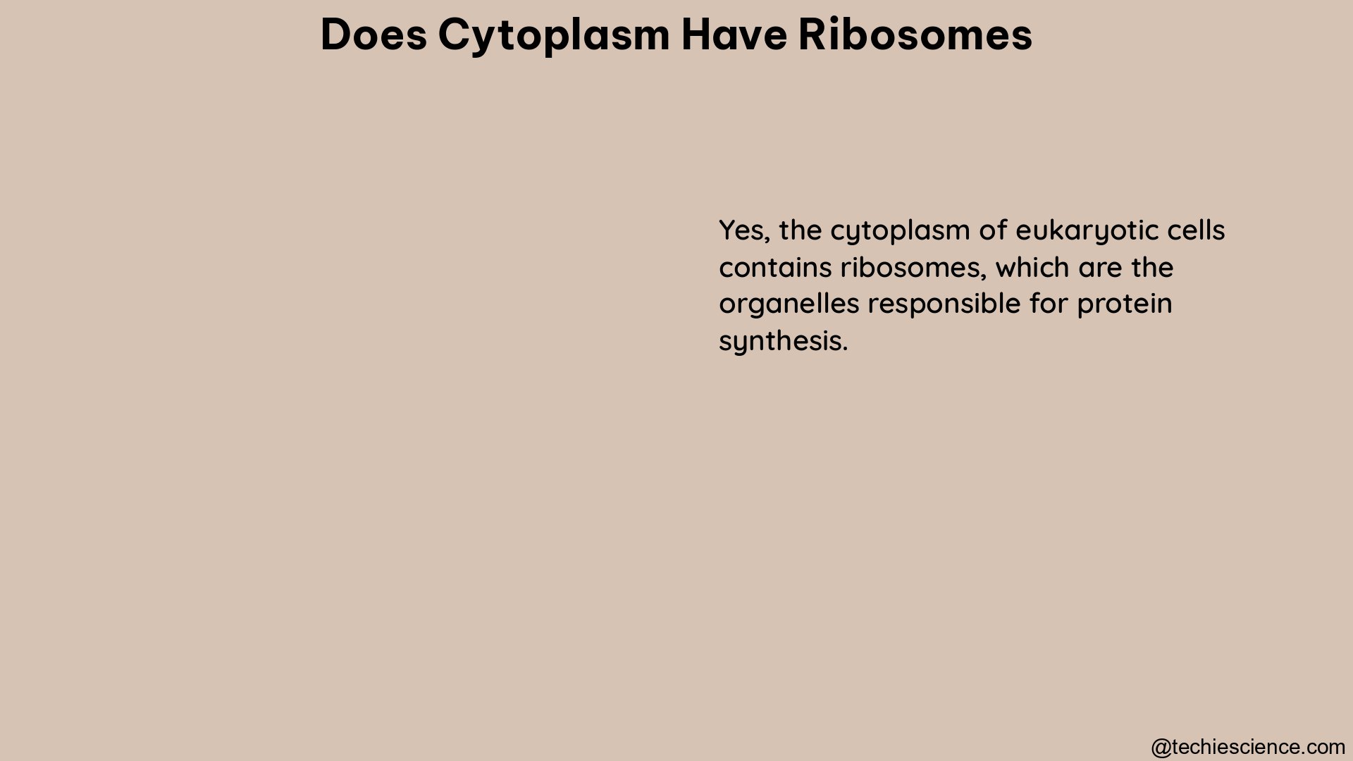 does cytoplasm have ribosomes