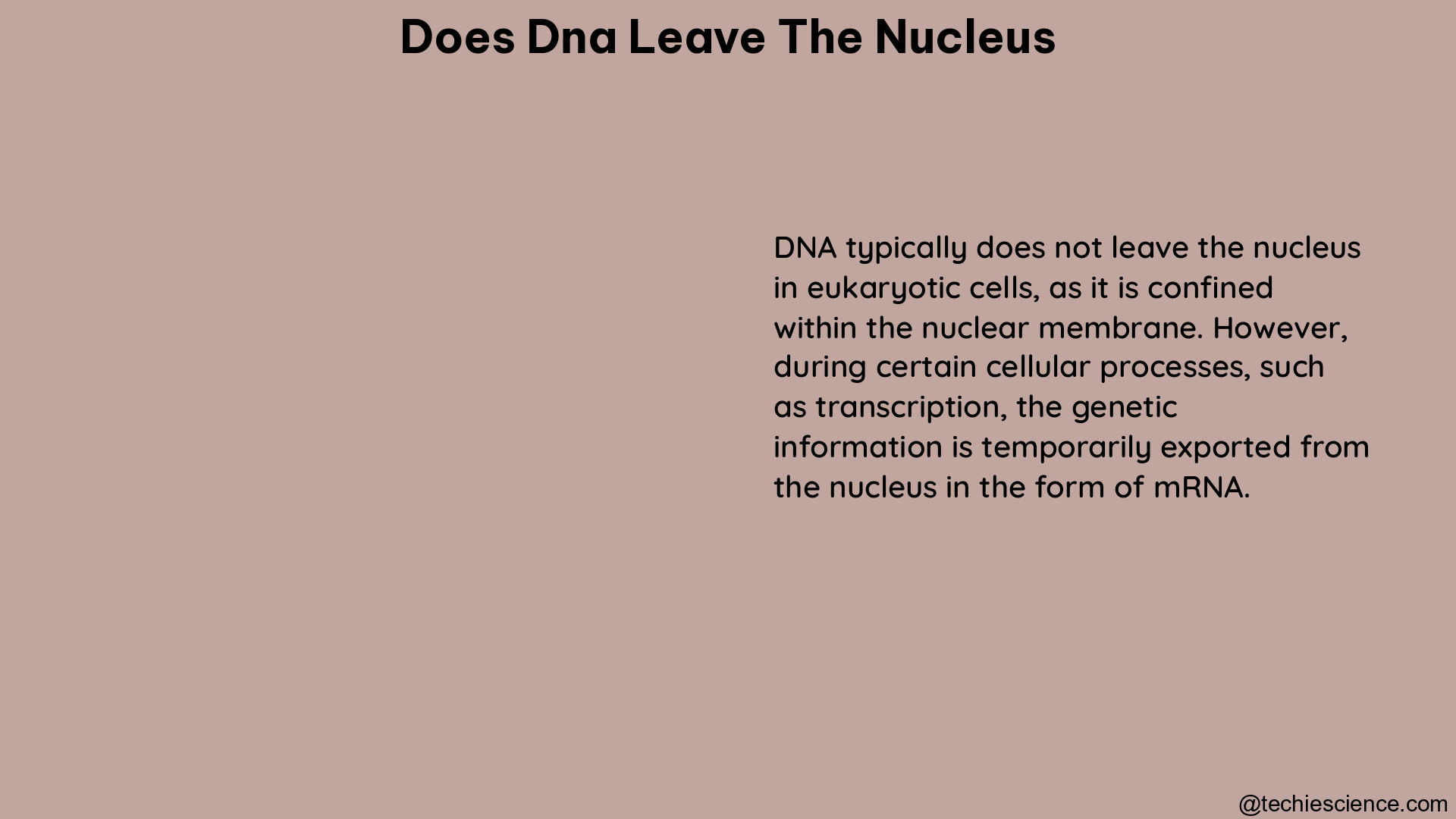 does dna leave the nucleus