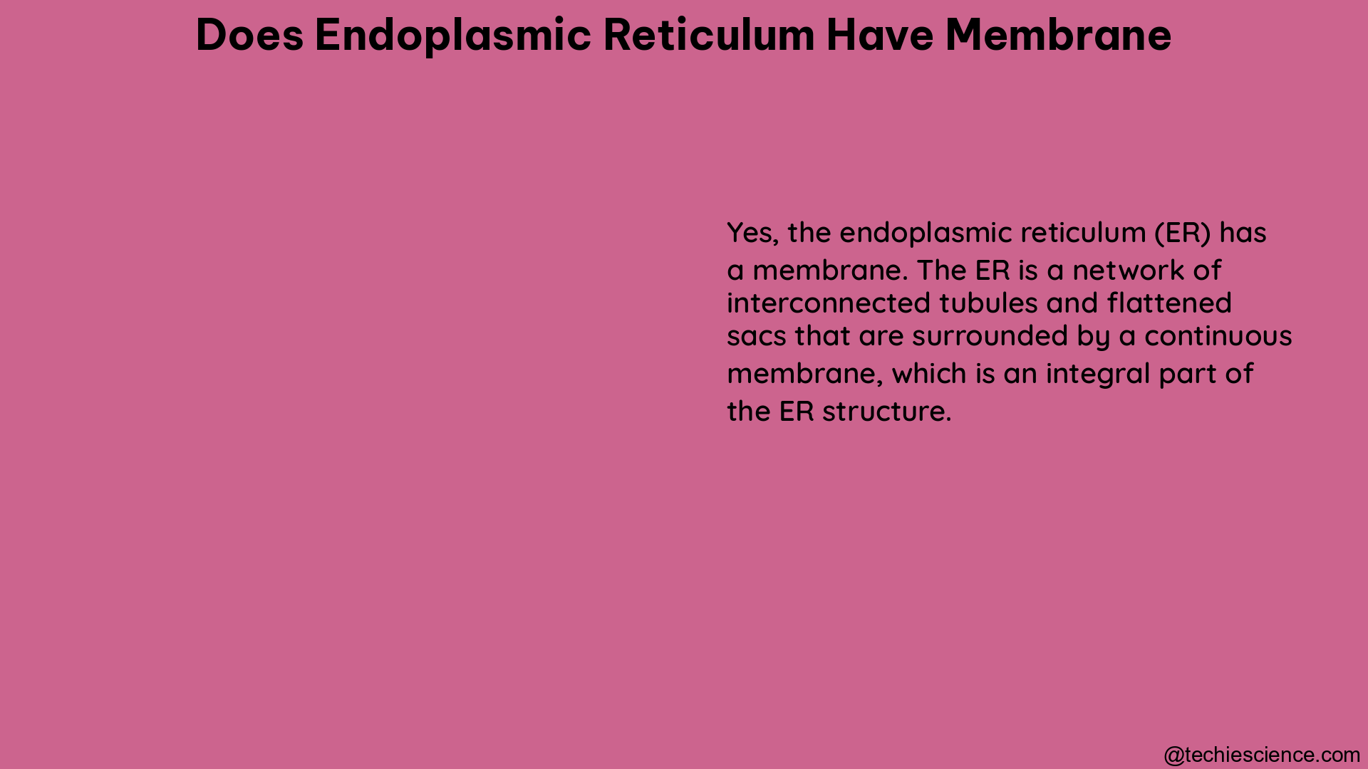 does endoplasmic reticulum have membrane