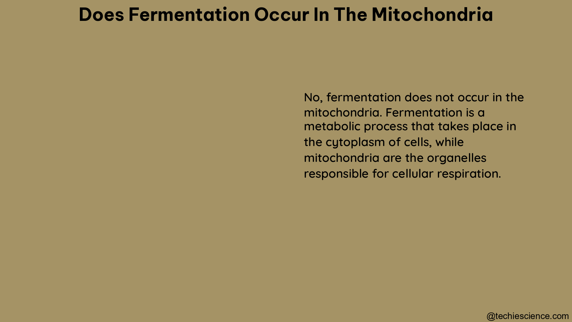 does fermentation occur in the mitochondria