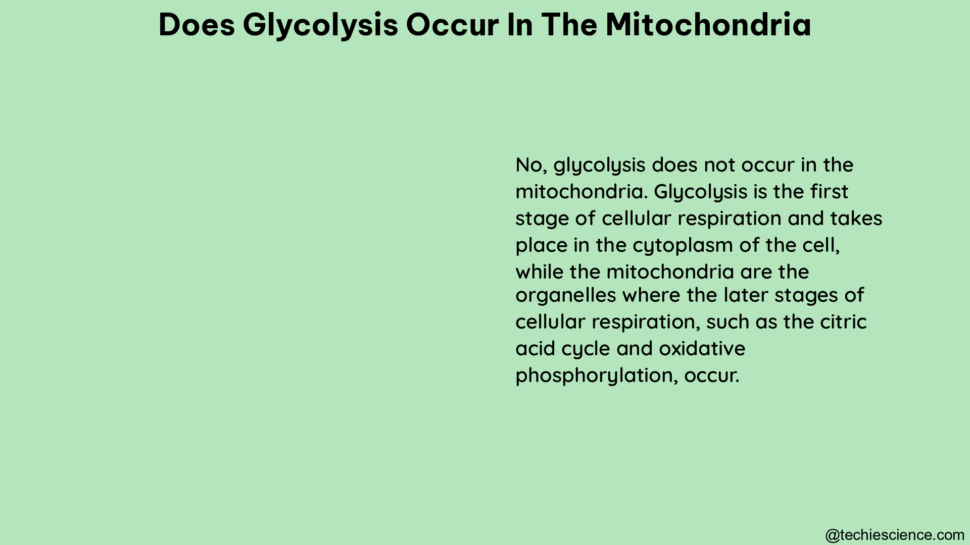 does glycolysis occur in the mitochondria