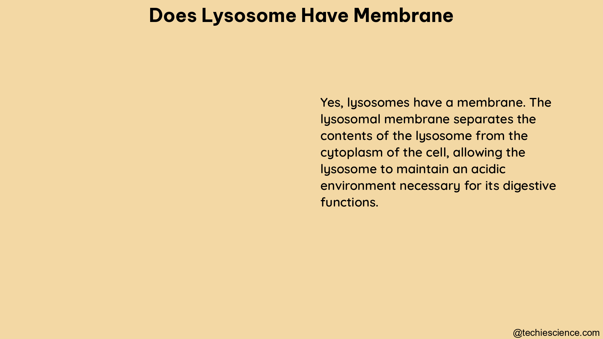 does lysosome have membrane