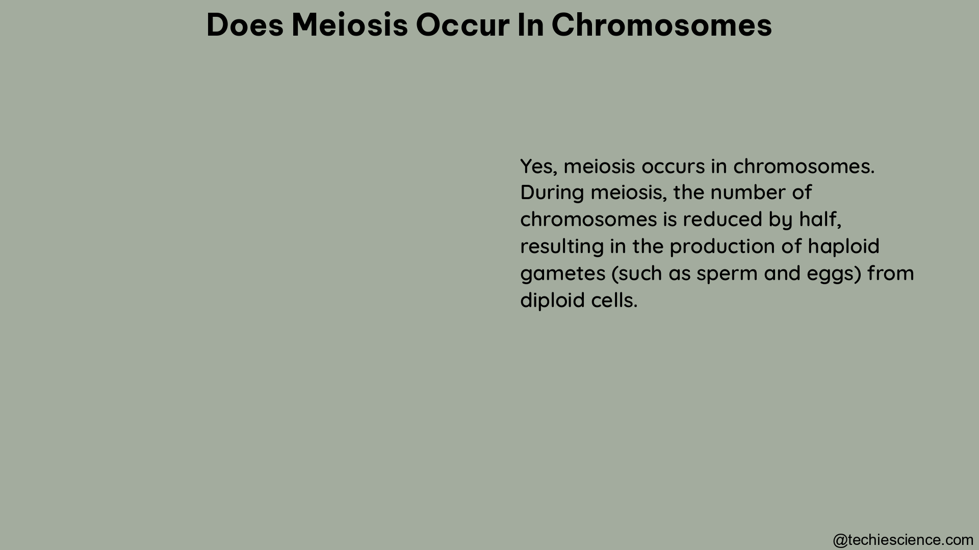 does meiosis occur in chromosomes