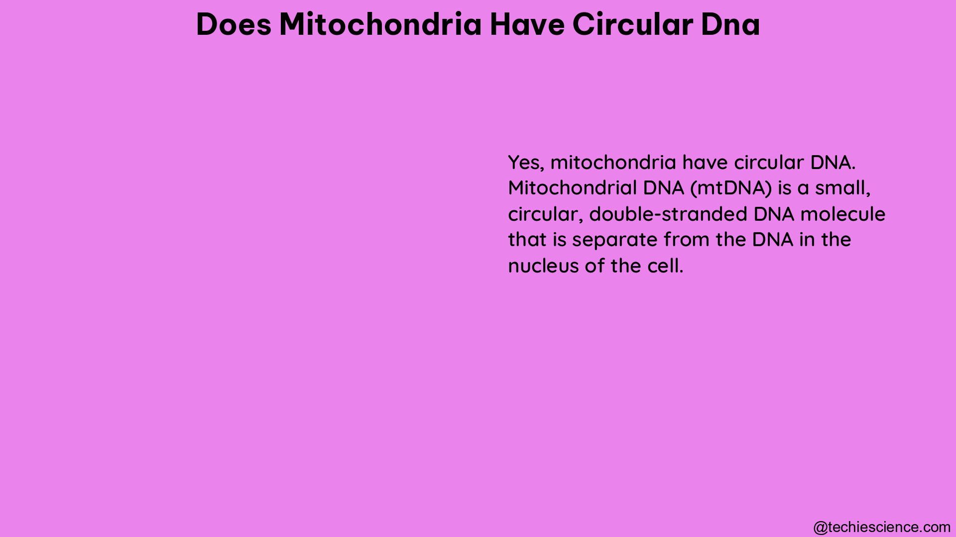 does mitochondria have circular dna