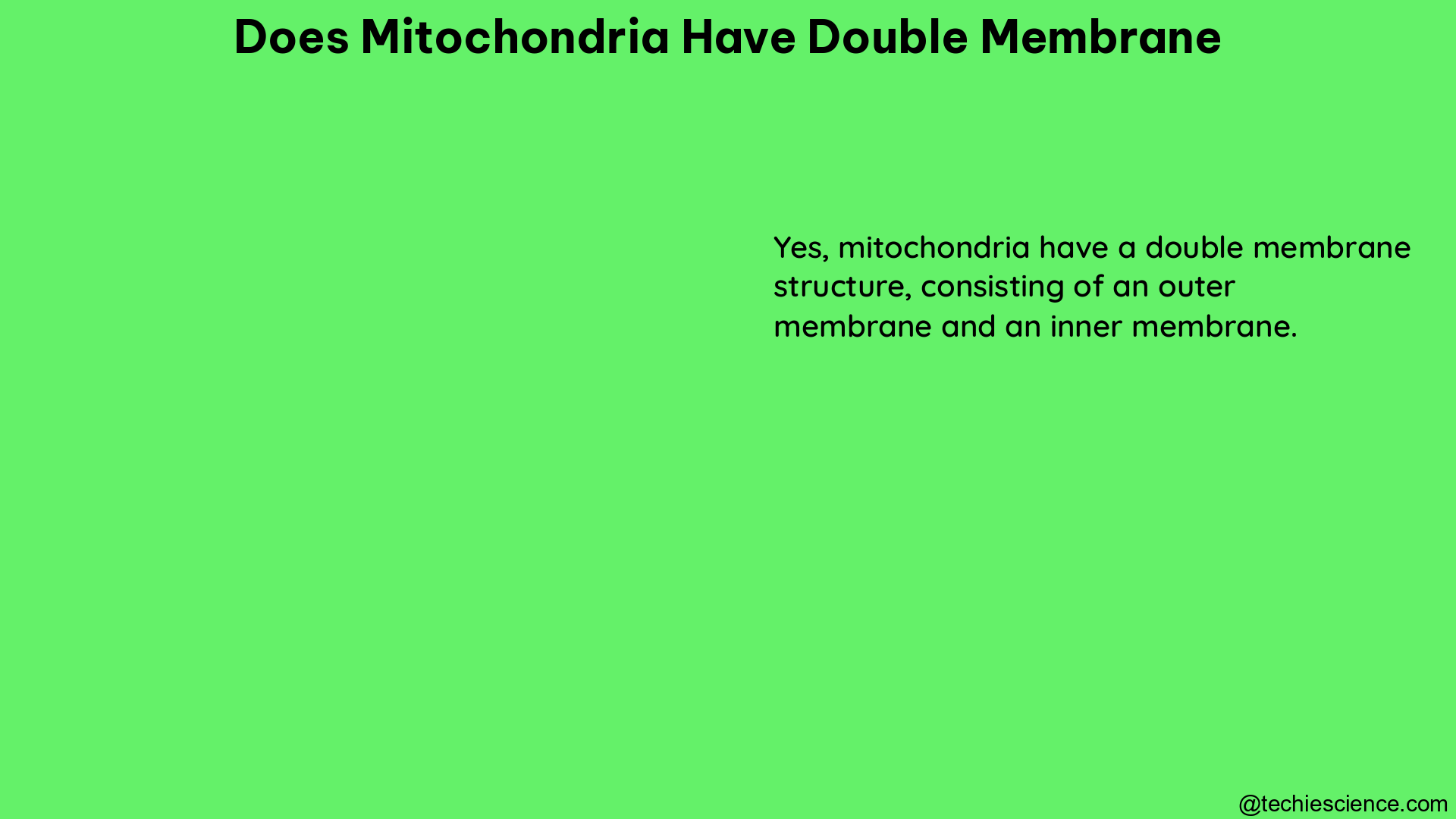 does mitochondria have double membrane