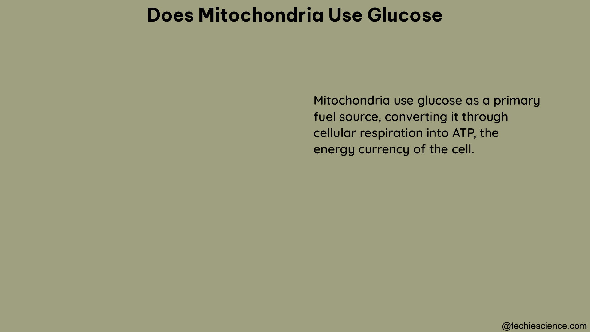 does mitochondria use glucose