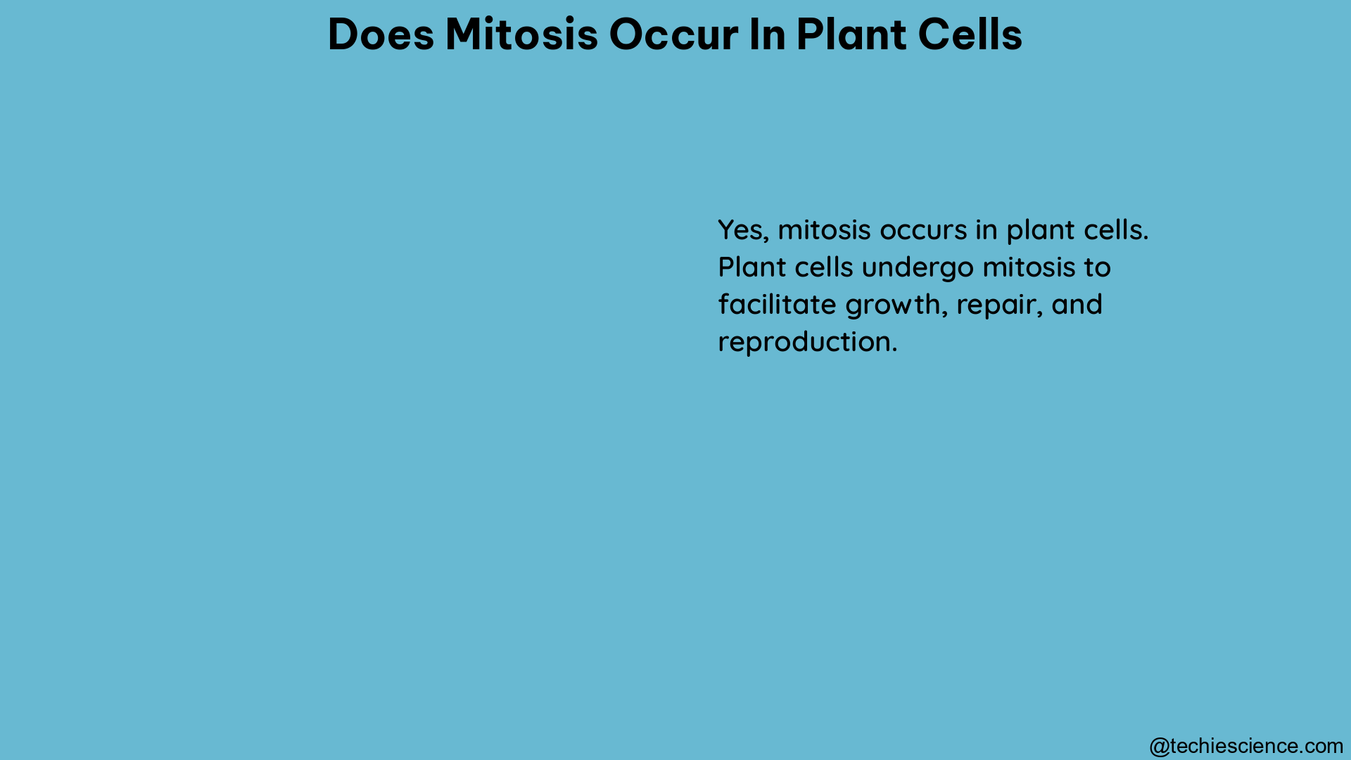 does mitosis occur in plant cells