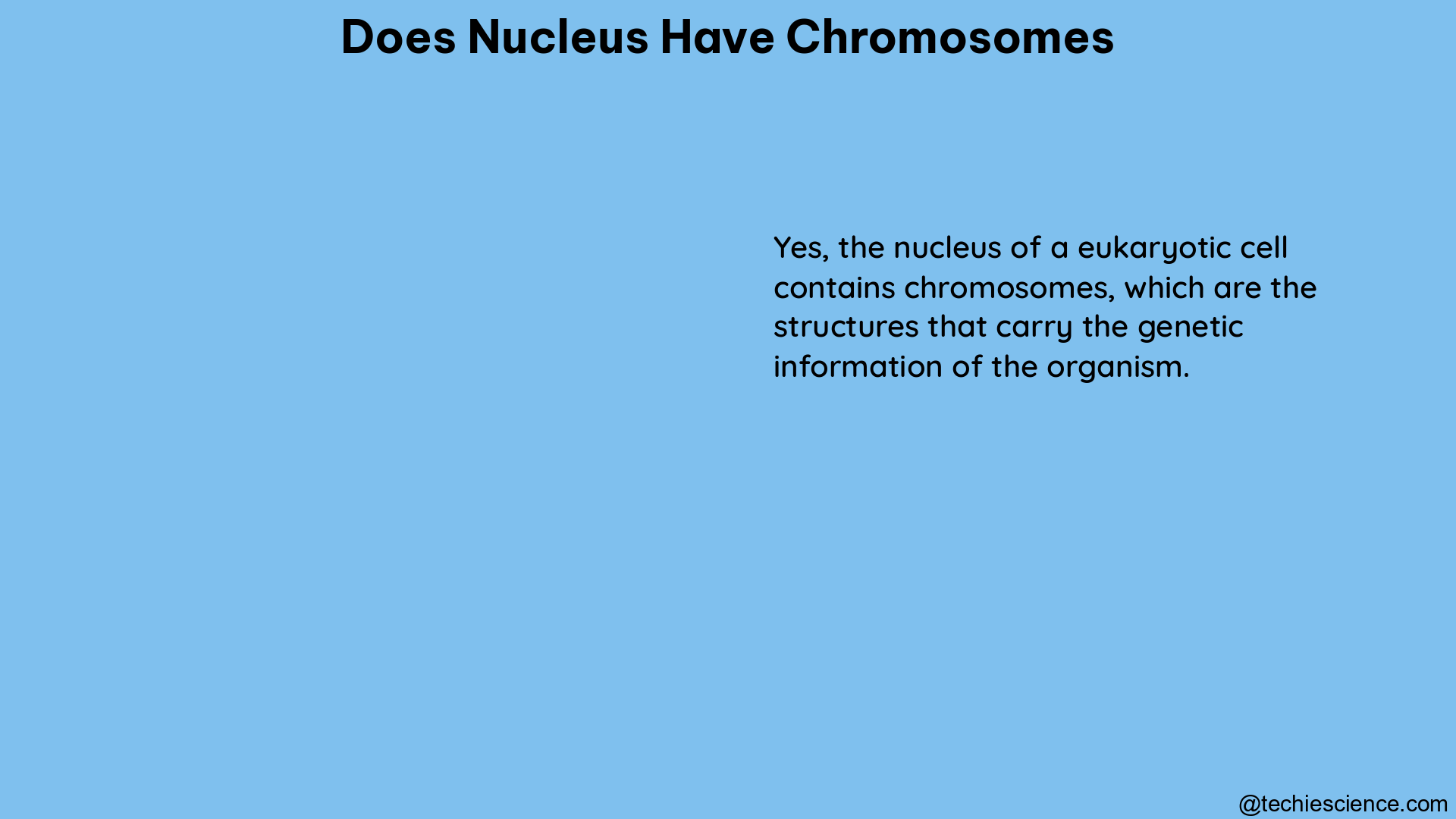 does nucleus have chromosomes