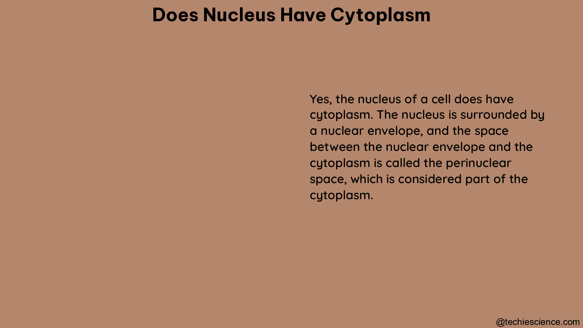 does nucleus have cytoplasm