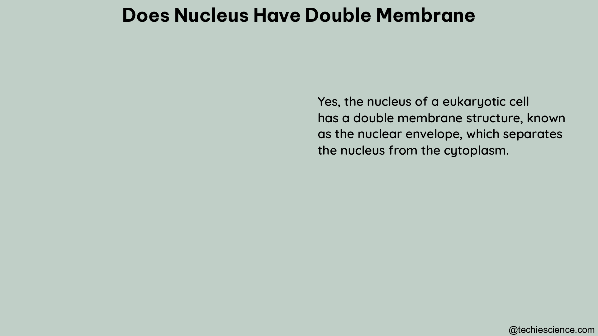 does nucleus have double membrane