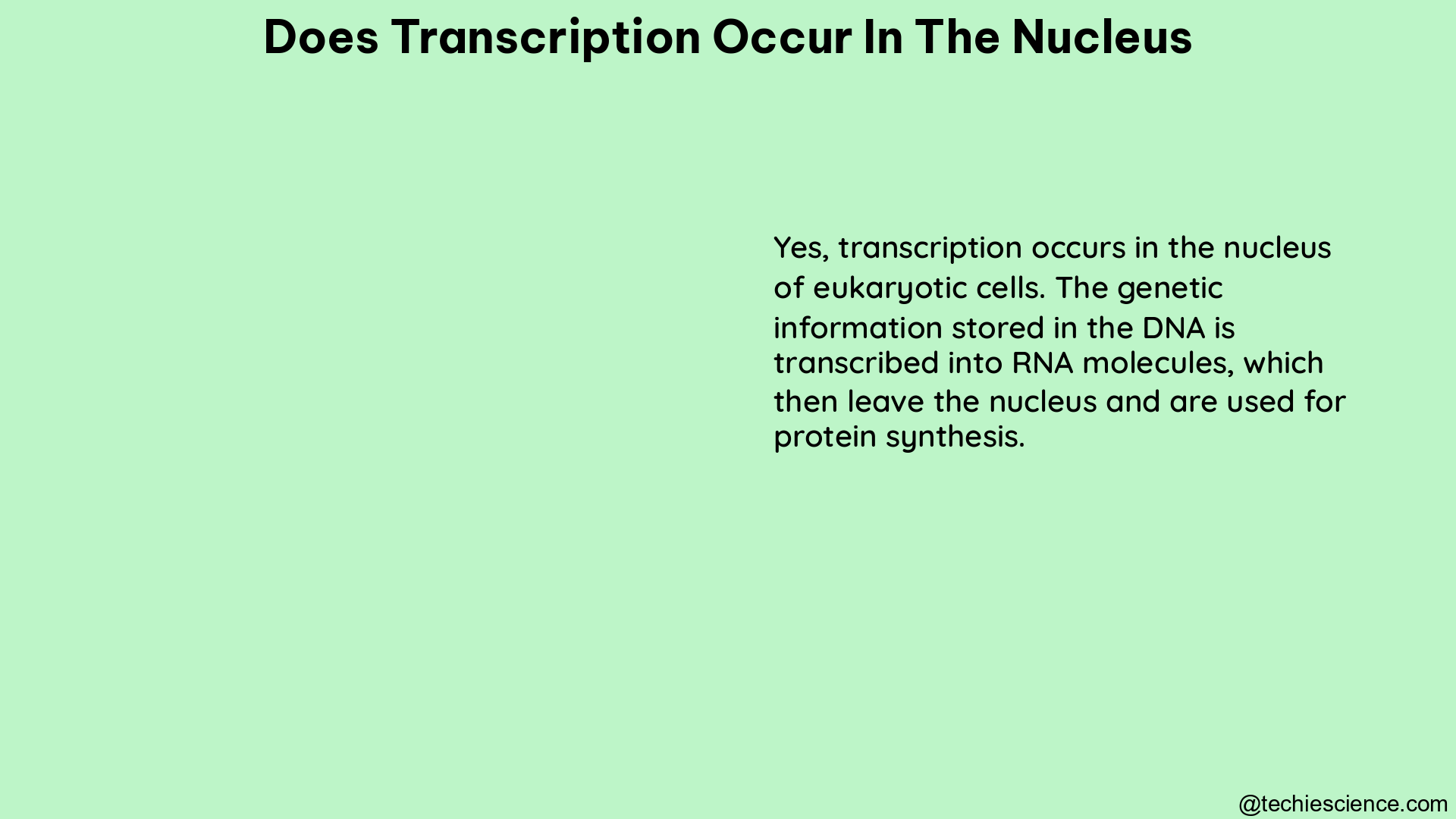 does transcription occur in the nucleus