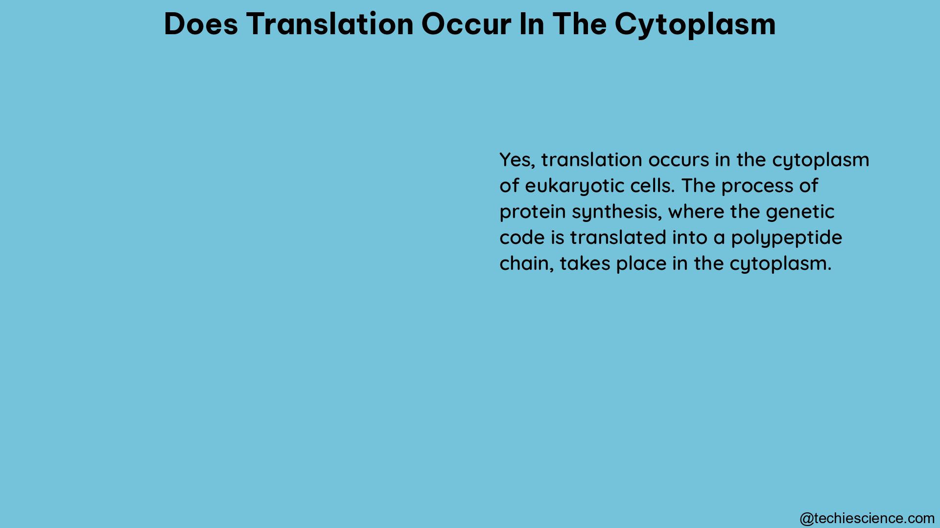 does translation occur in the cytoplasm