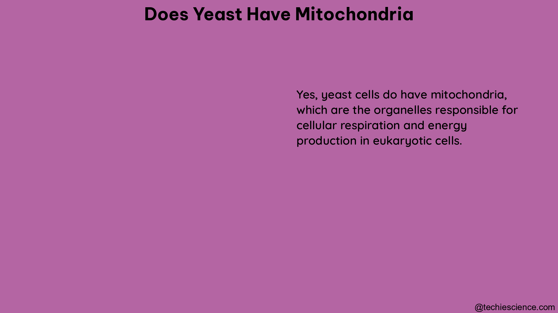 does yeast have mitochondria