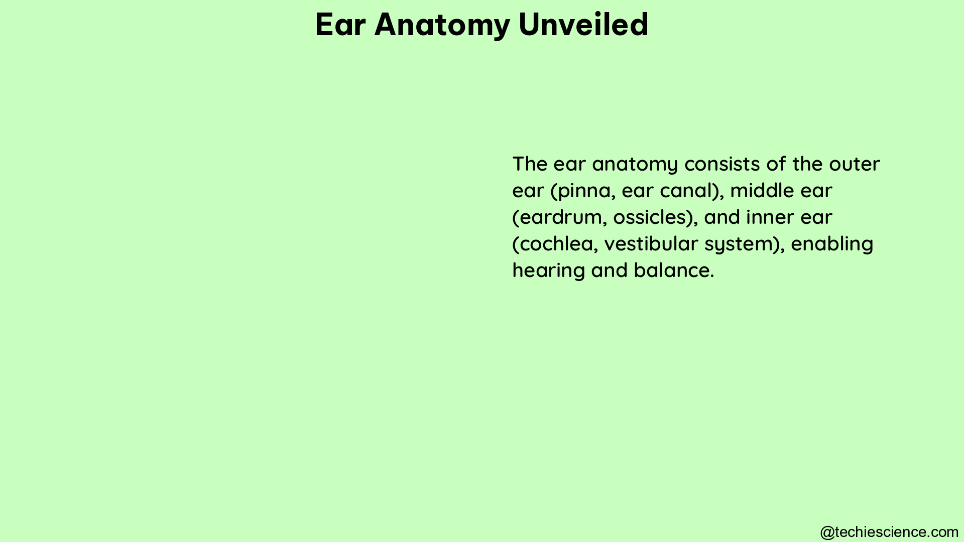 ear anatomy unveiled