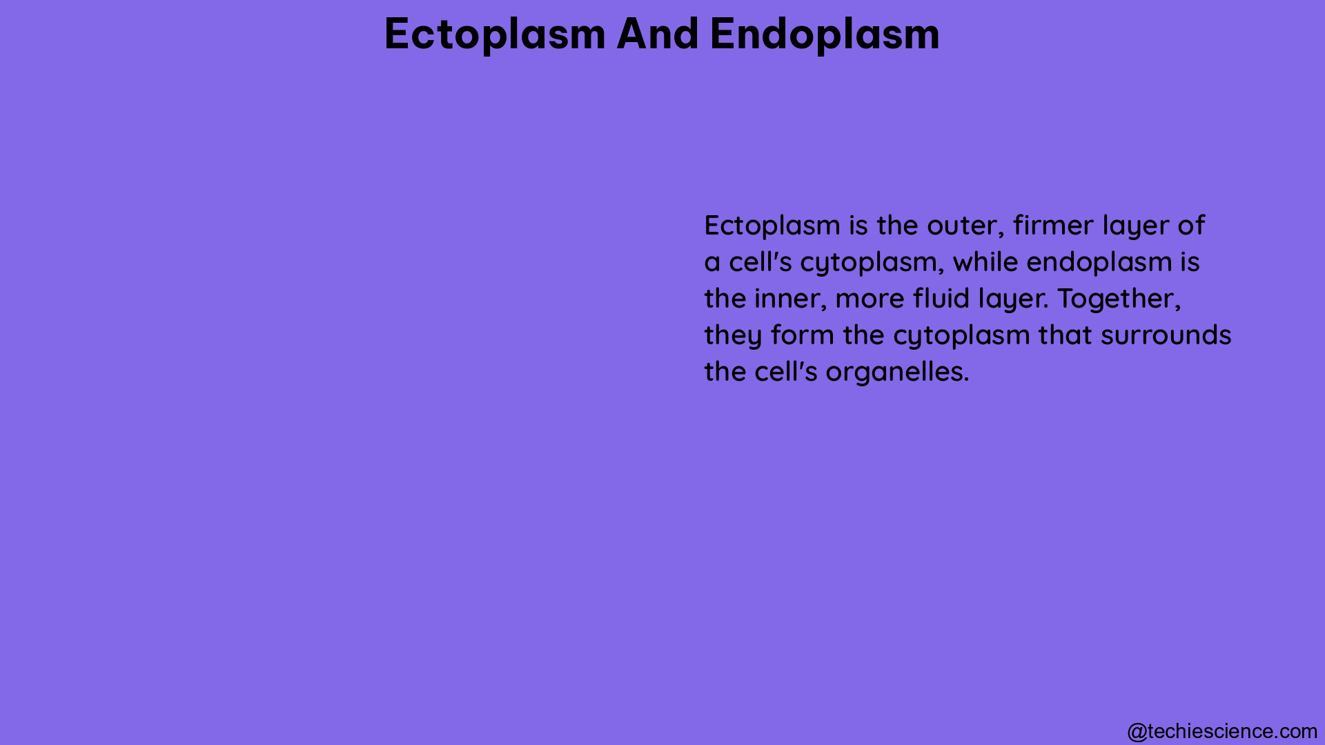 ectoplasm and endoplasm