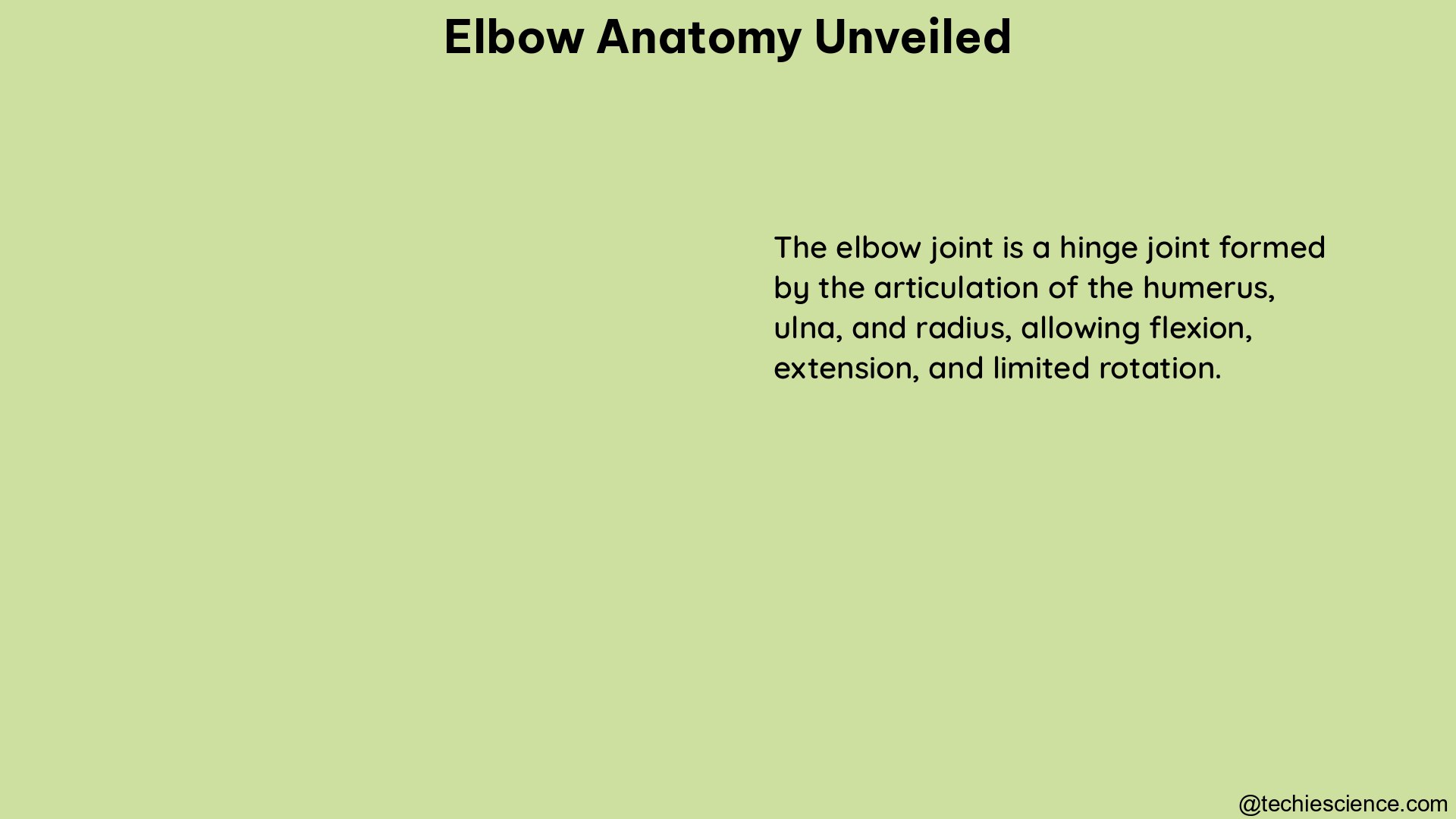 elbow anatomy unveiled