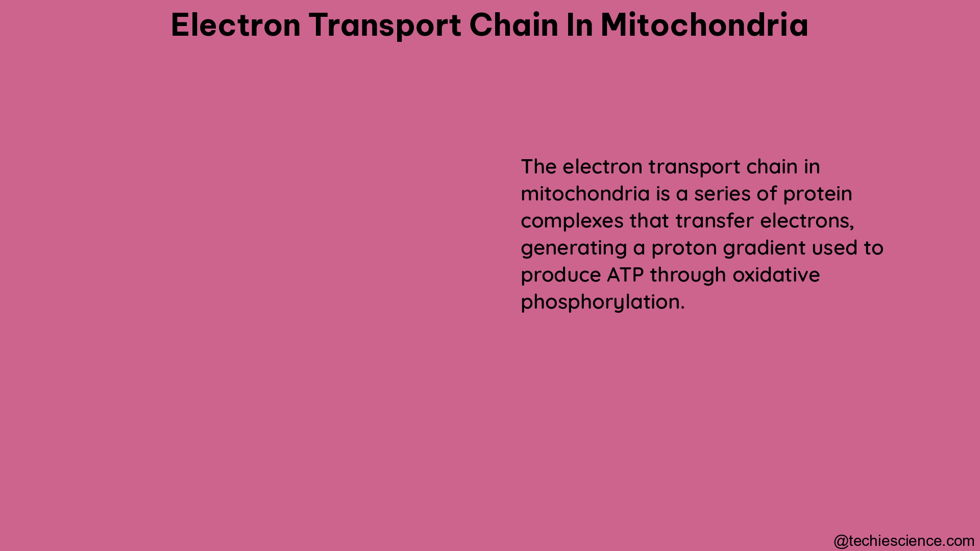 electron transport chain in mitochondria