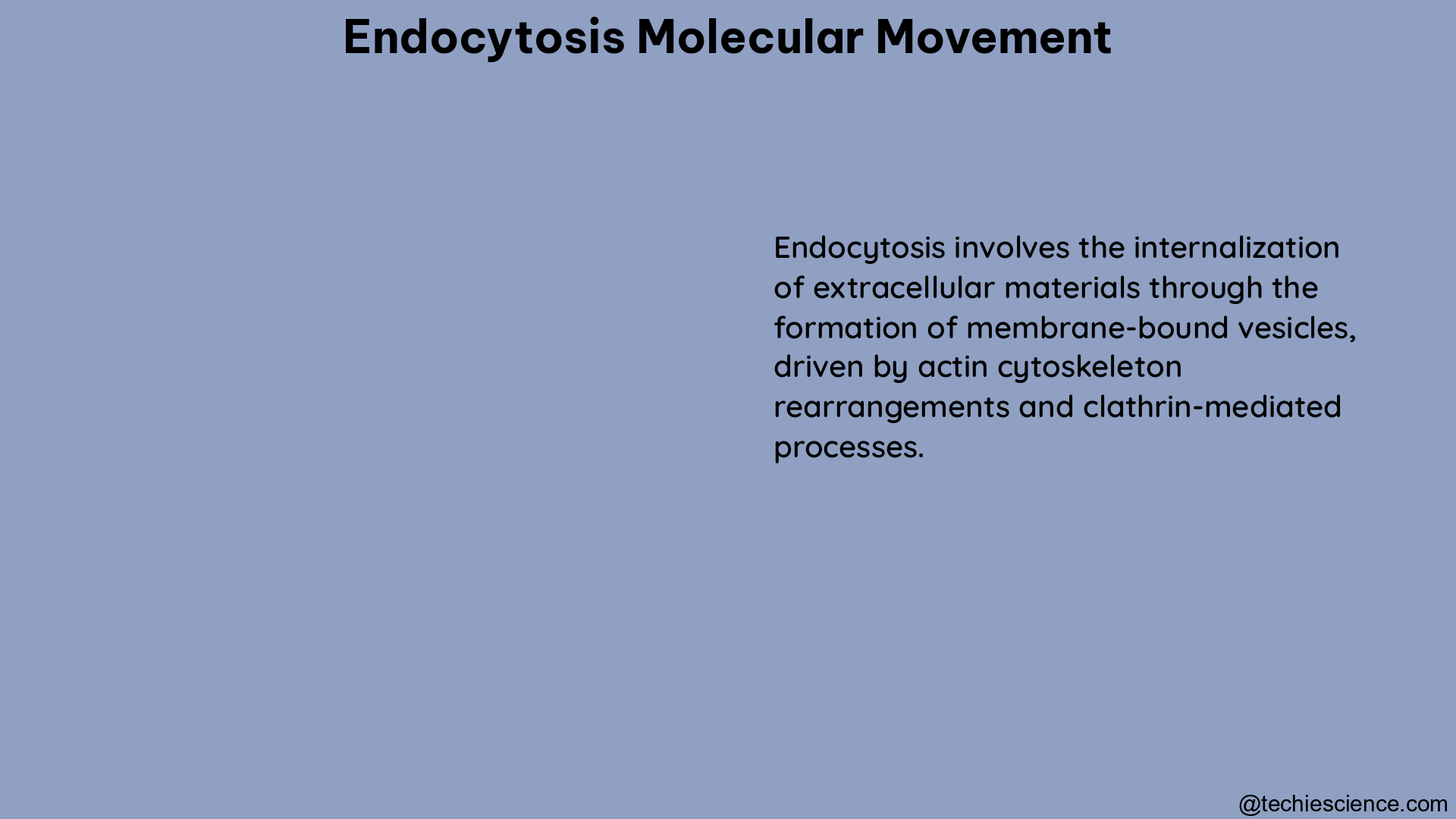 endocytosis molecular movement