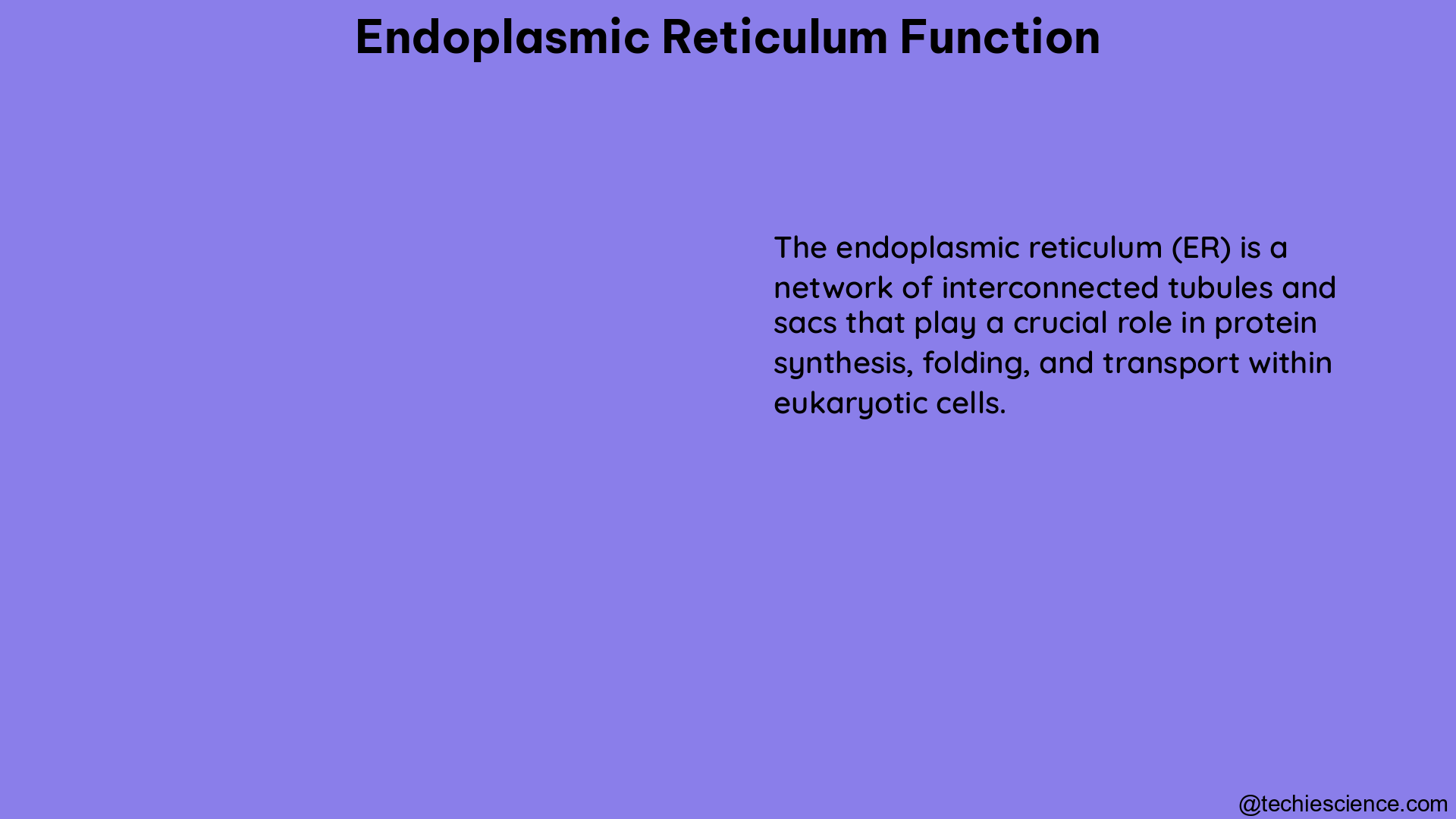 endoplasmic reticulum function