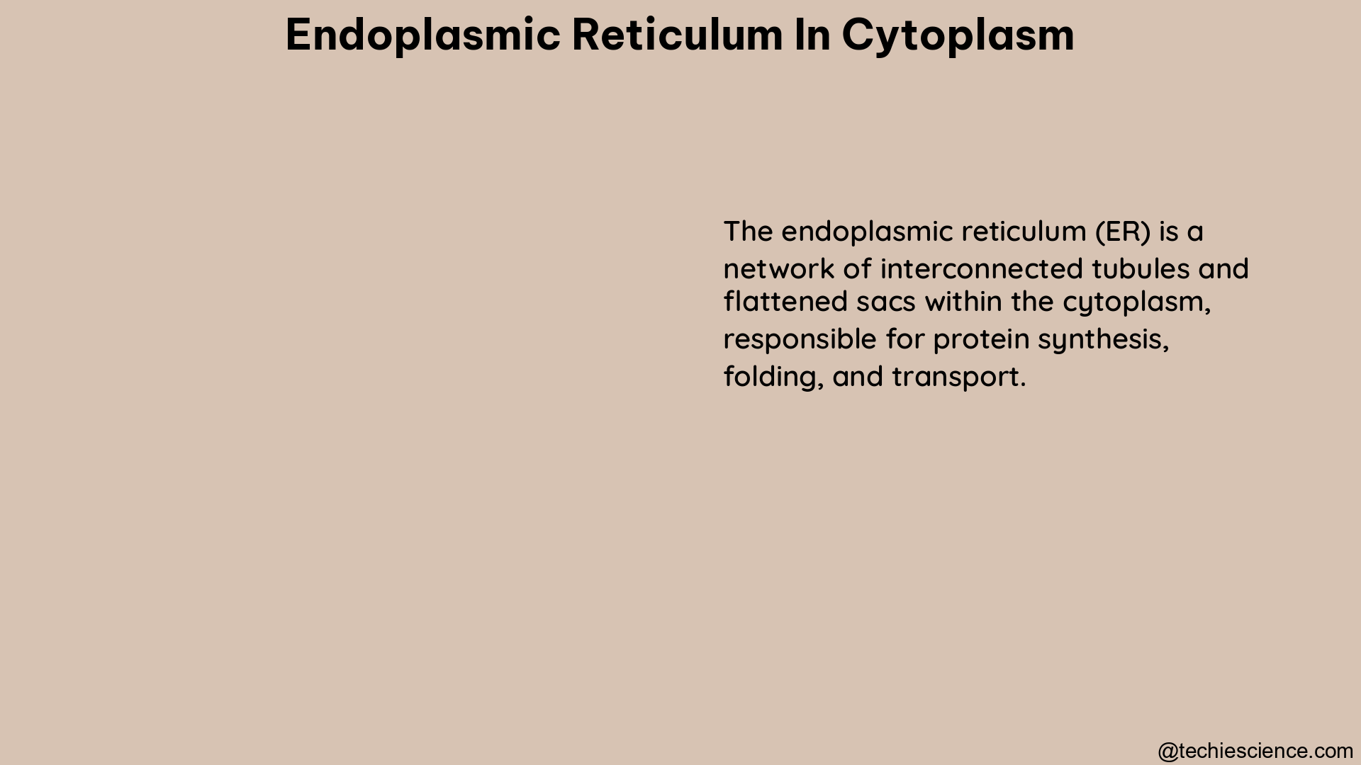 endoplasmic reticulum in cytoplasm