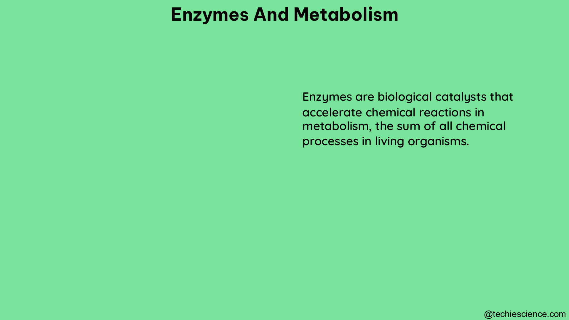 enzymes and metabolism