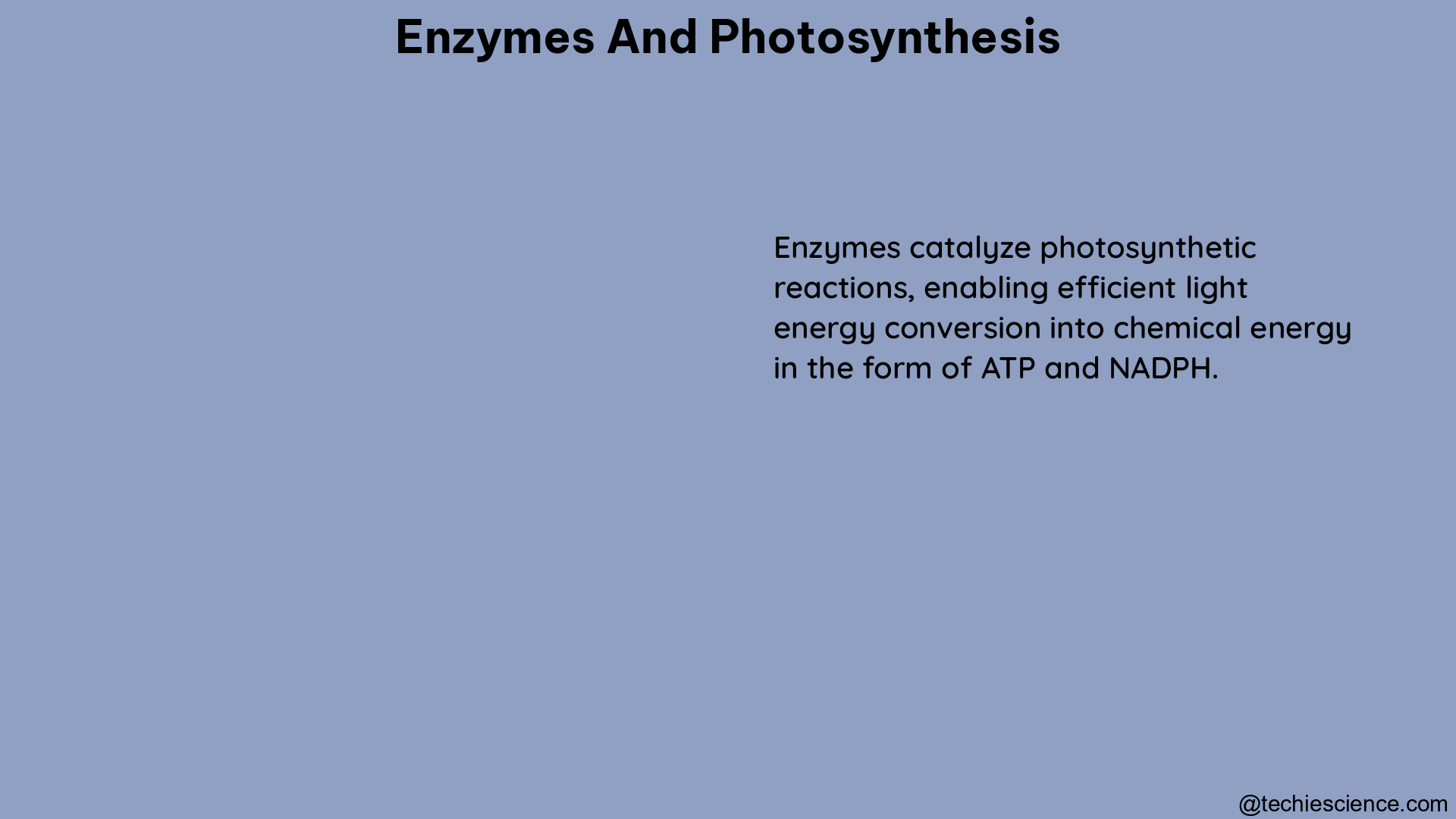 enzymes and photosynthesis