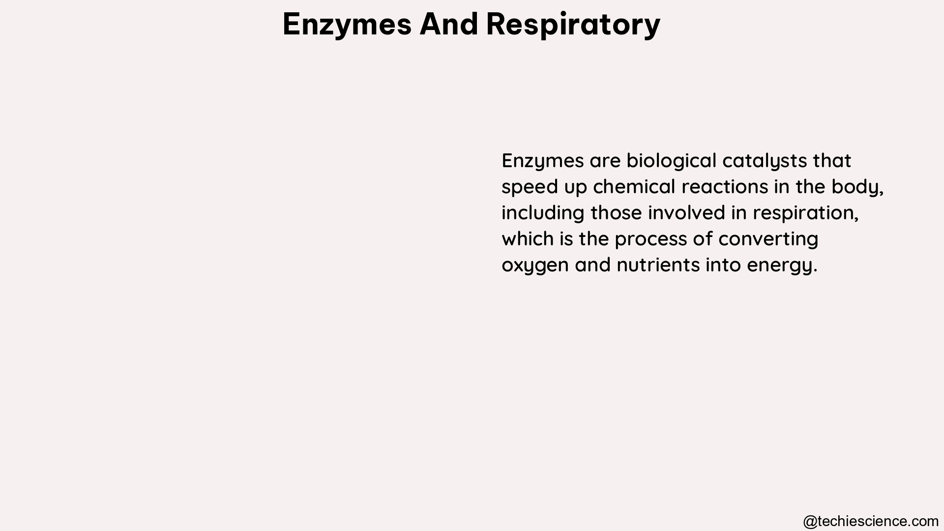 enzymes and respiratory