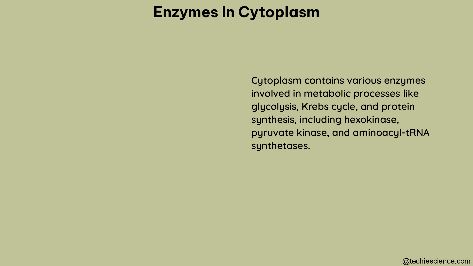 enzymes in cytoplasm