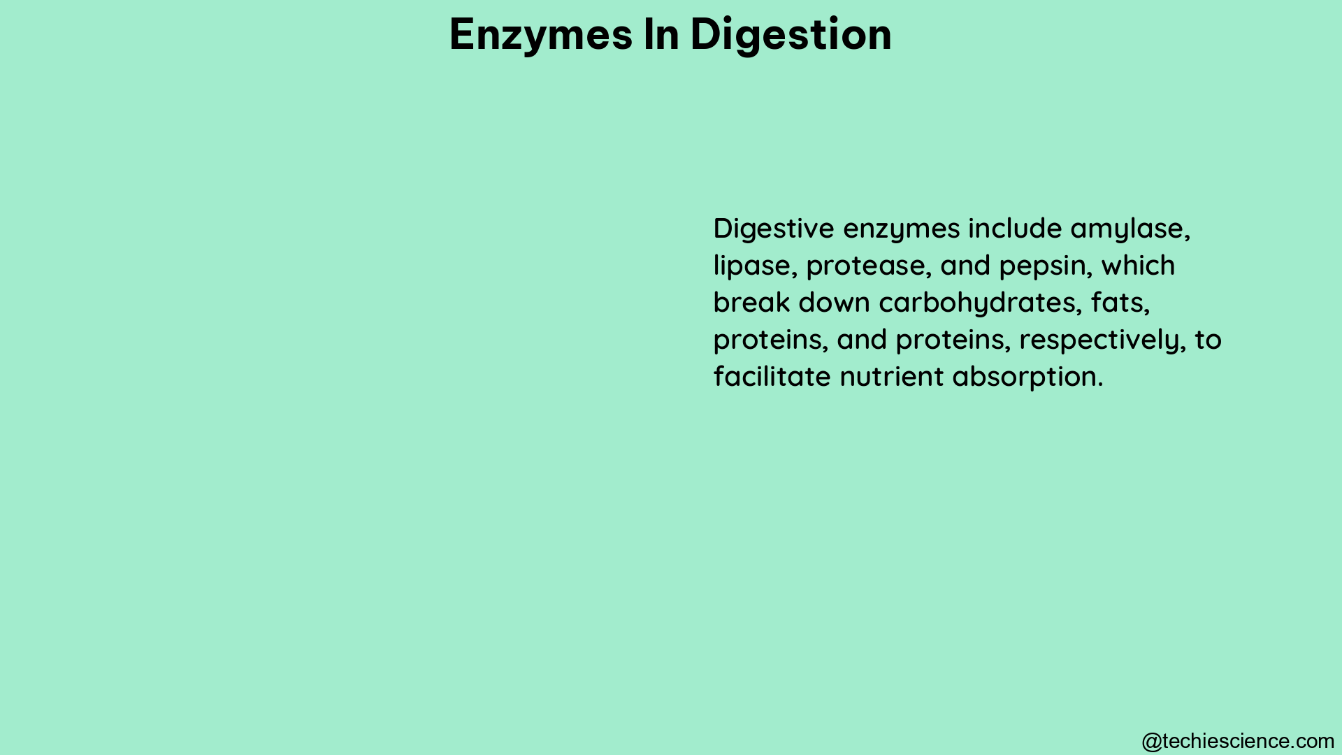 enzymes in digestion