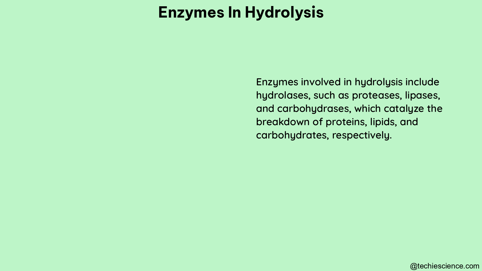 enzymes in hydrolysis