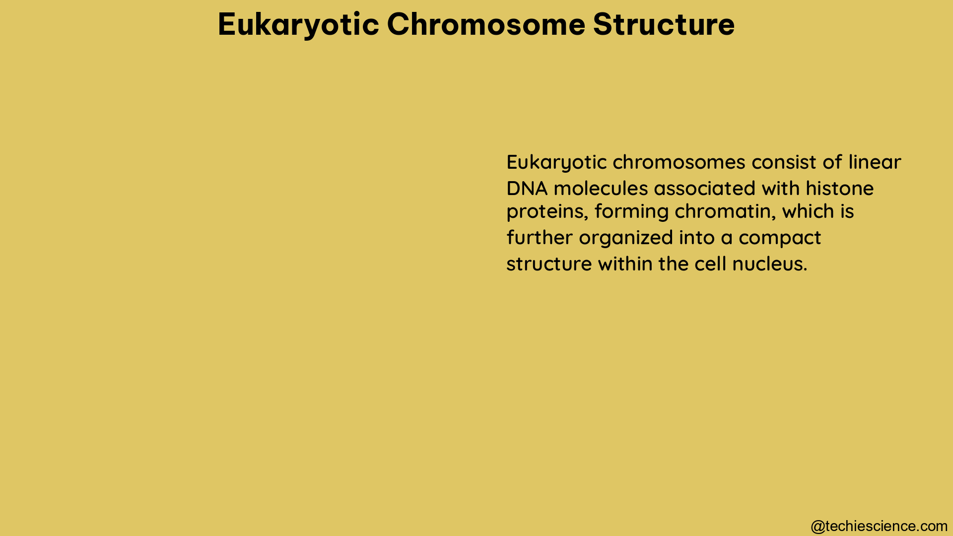 eukaryotic chromosome structure