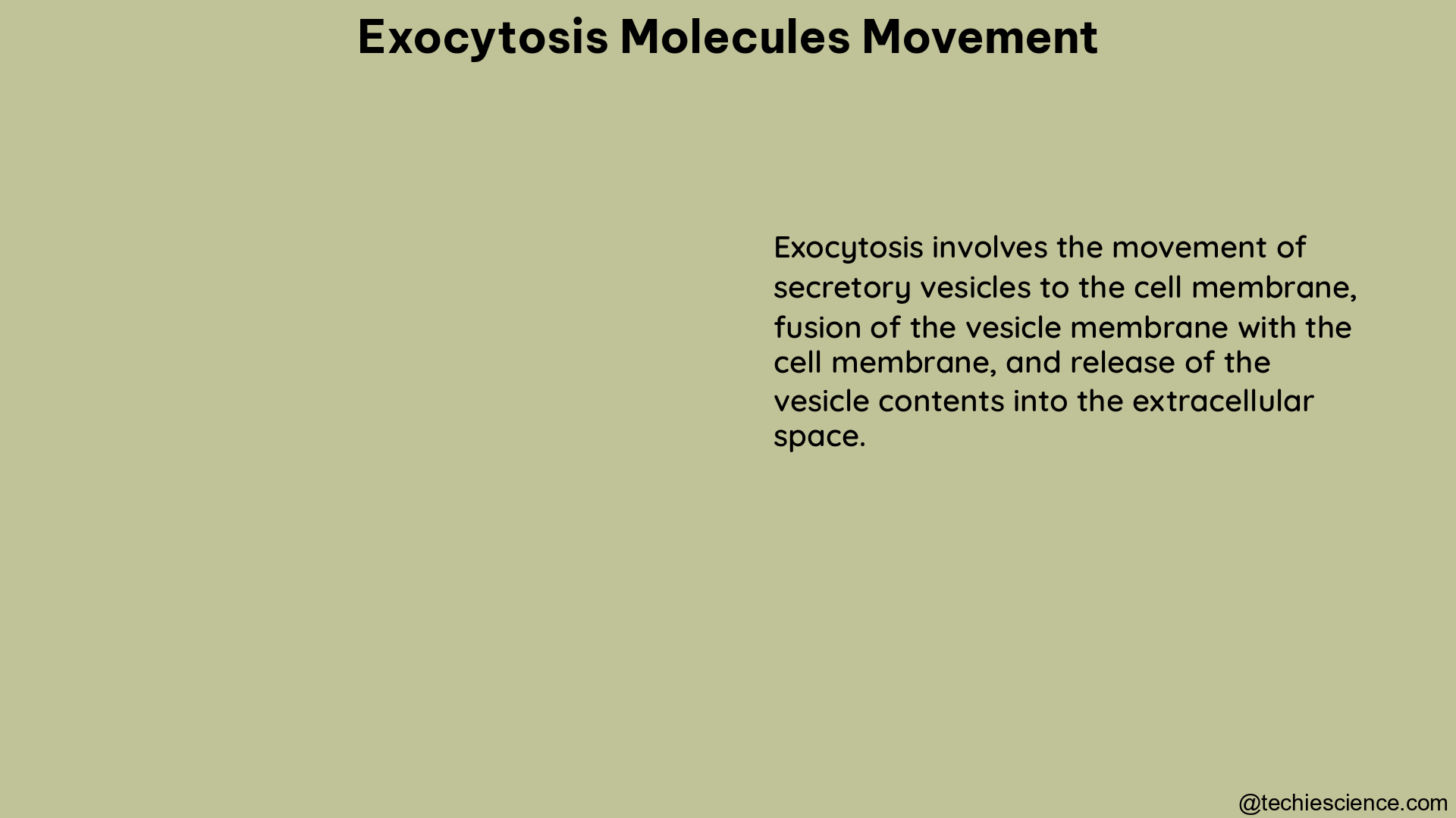 exocytosis molecules movement