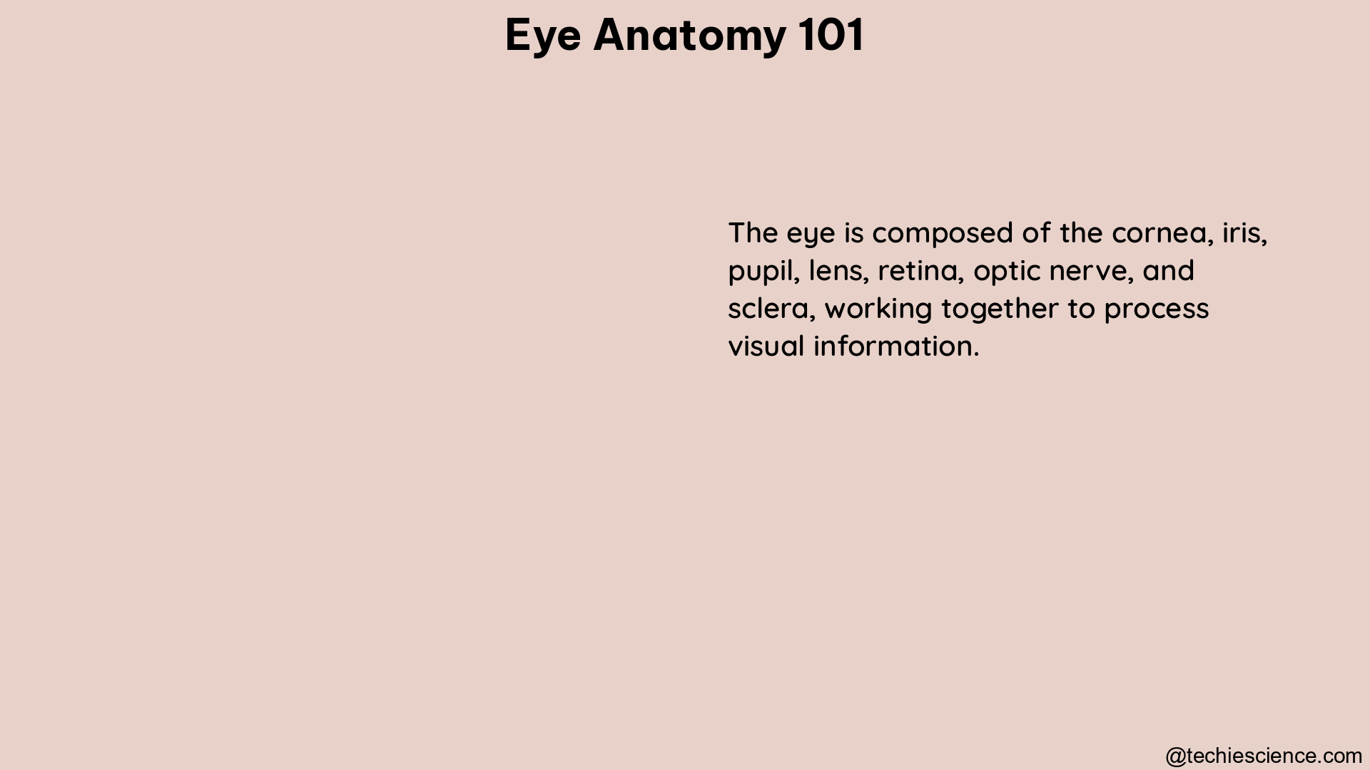 eye anatomy 101