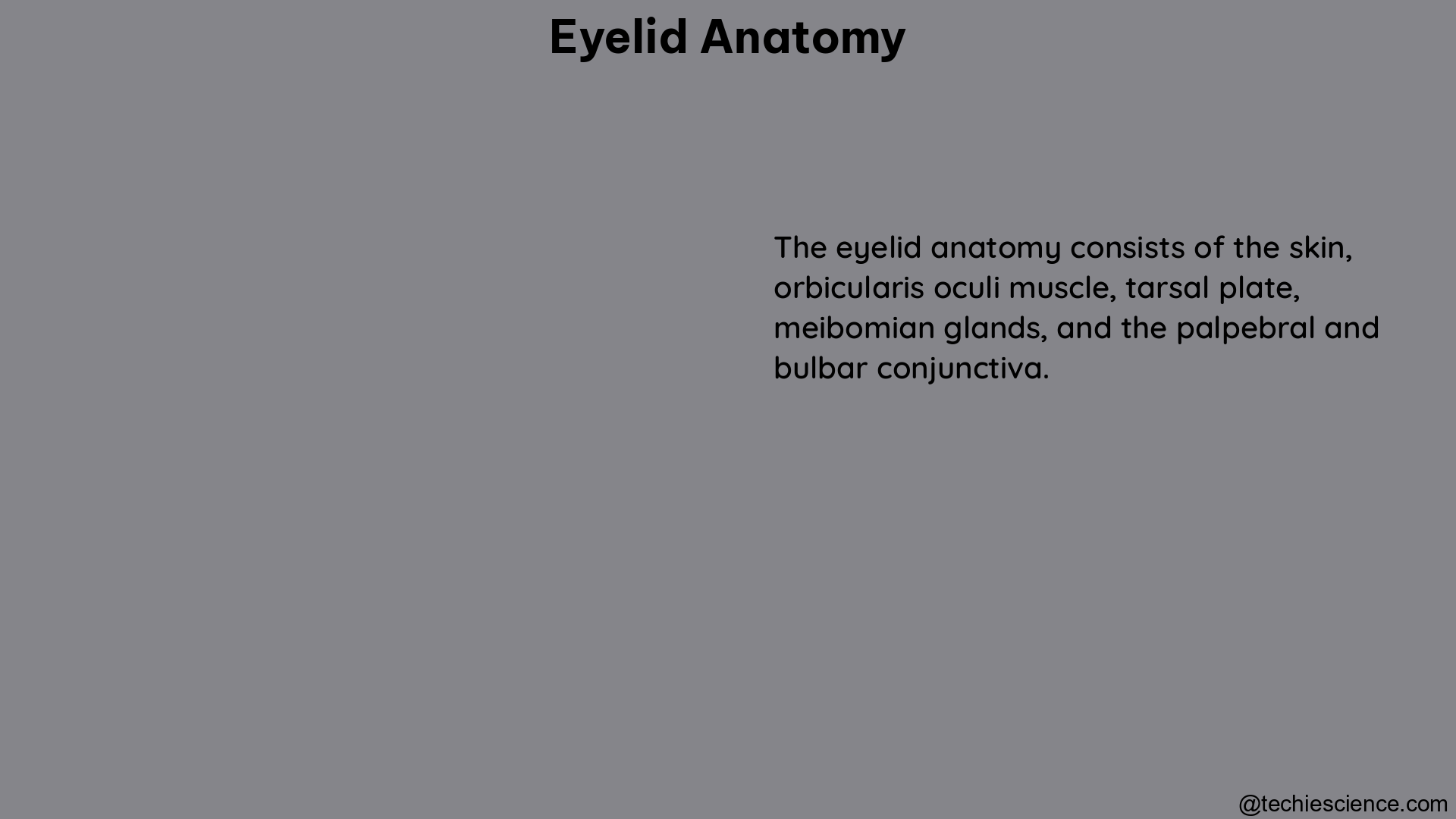 eyelid anatomy