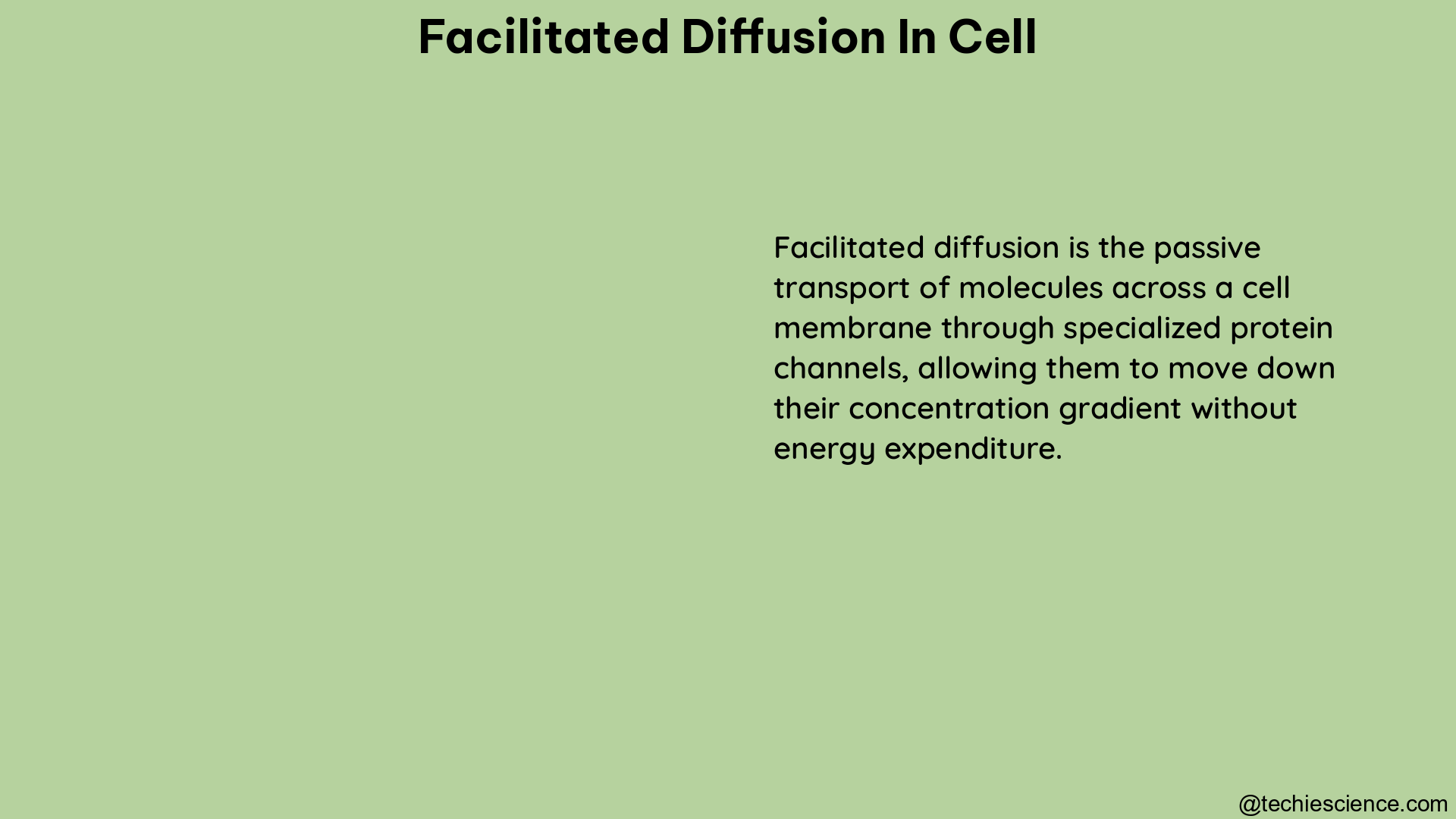 facilitated diffusion in cell