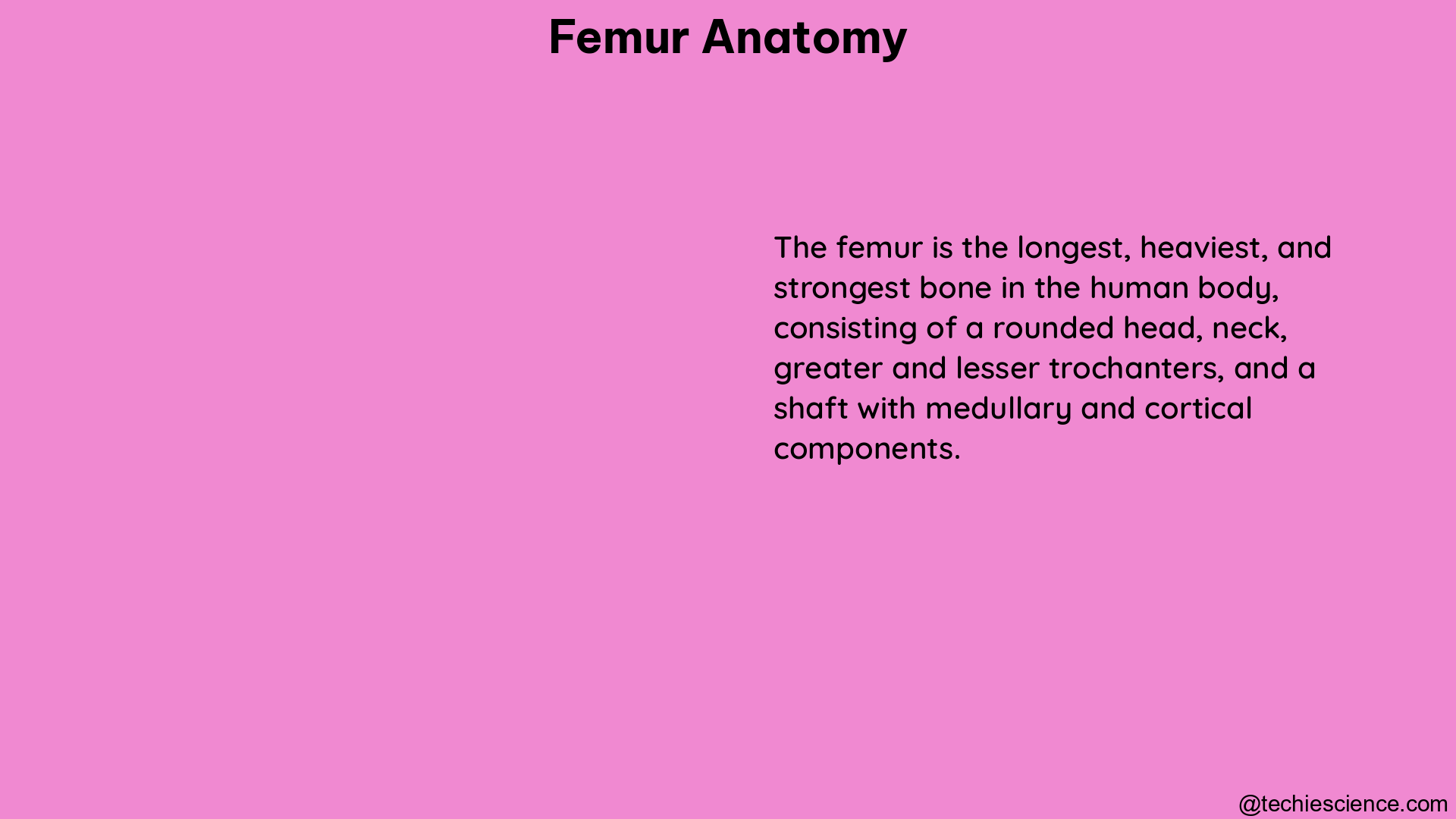 femur anatomy