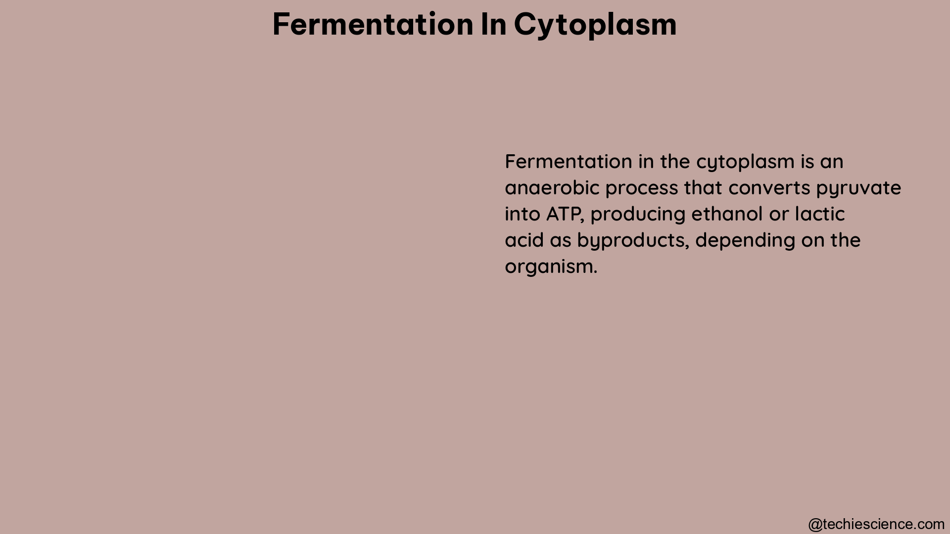 fermentation in cytoplasm